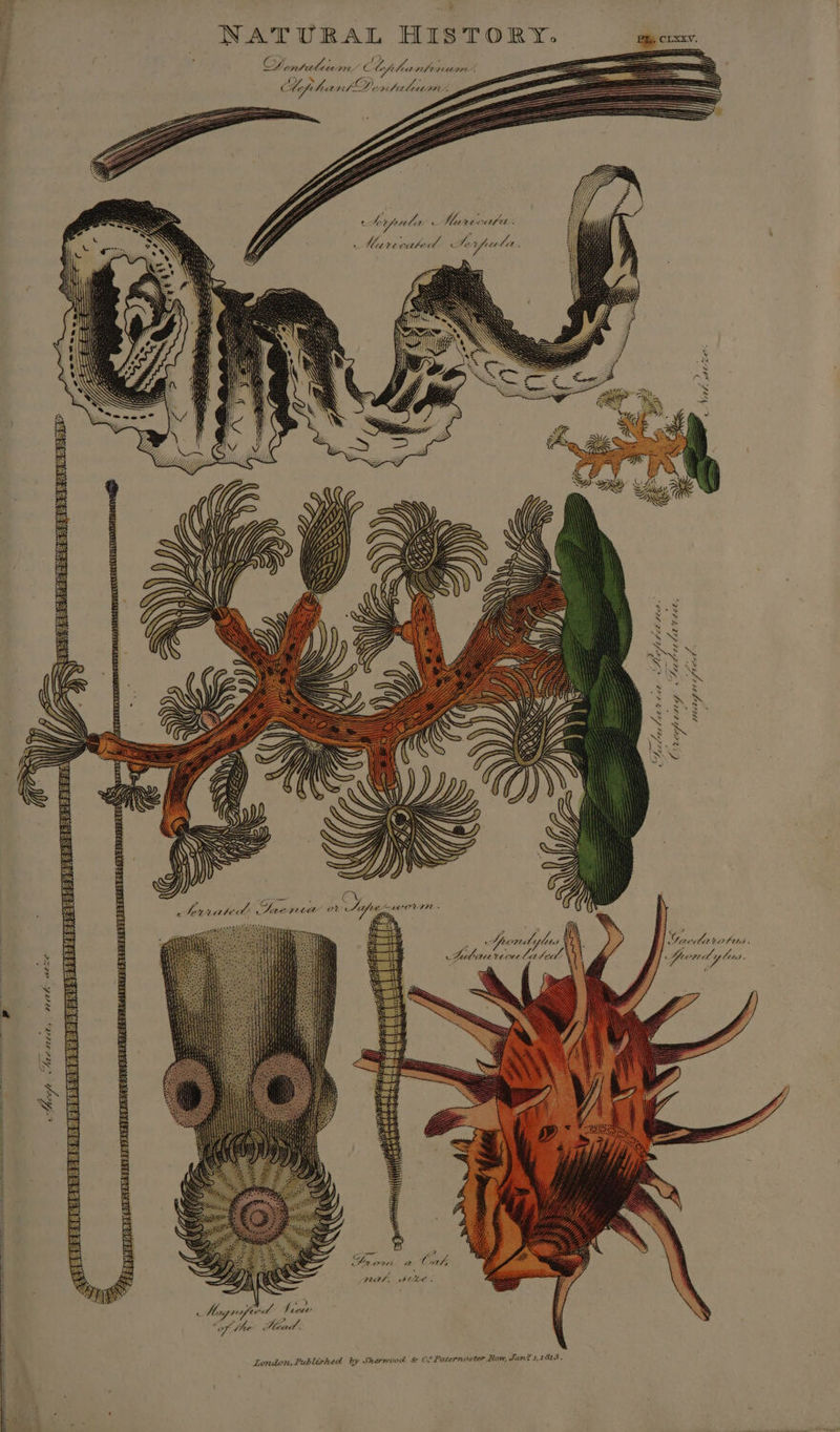 NATURAL HISTORY. y CW cesoctiietes Clyp Get nti ‘ a % ID i Af ha nt Deridalccme : Z Jy x hrpoula ‘ Meet ccae as : a —Mareciatect Sorpula. 4 ACE PAD 2 He Hg « Vawd-vaed tea; Mag} if ee as Lae See C1 Orcep : , ¢ ; e Yacda LOTMA . , (\ Seon iy let j 4 : e Juond y lus J ve Lehre ncuwtated © « a oft taentat, wratk-3at Ae. « re oT hes Papen a Cah iy ‘ PUAS, Ste. hi ace . Hay rfeed t “of the Mead. London, Published by Sherwood k Ce Paternoster Row, Jan? 1,1623 «