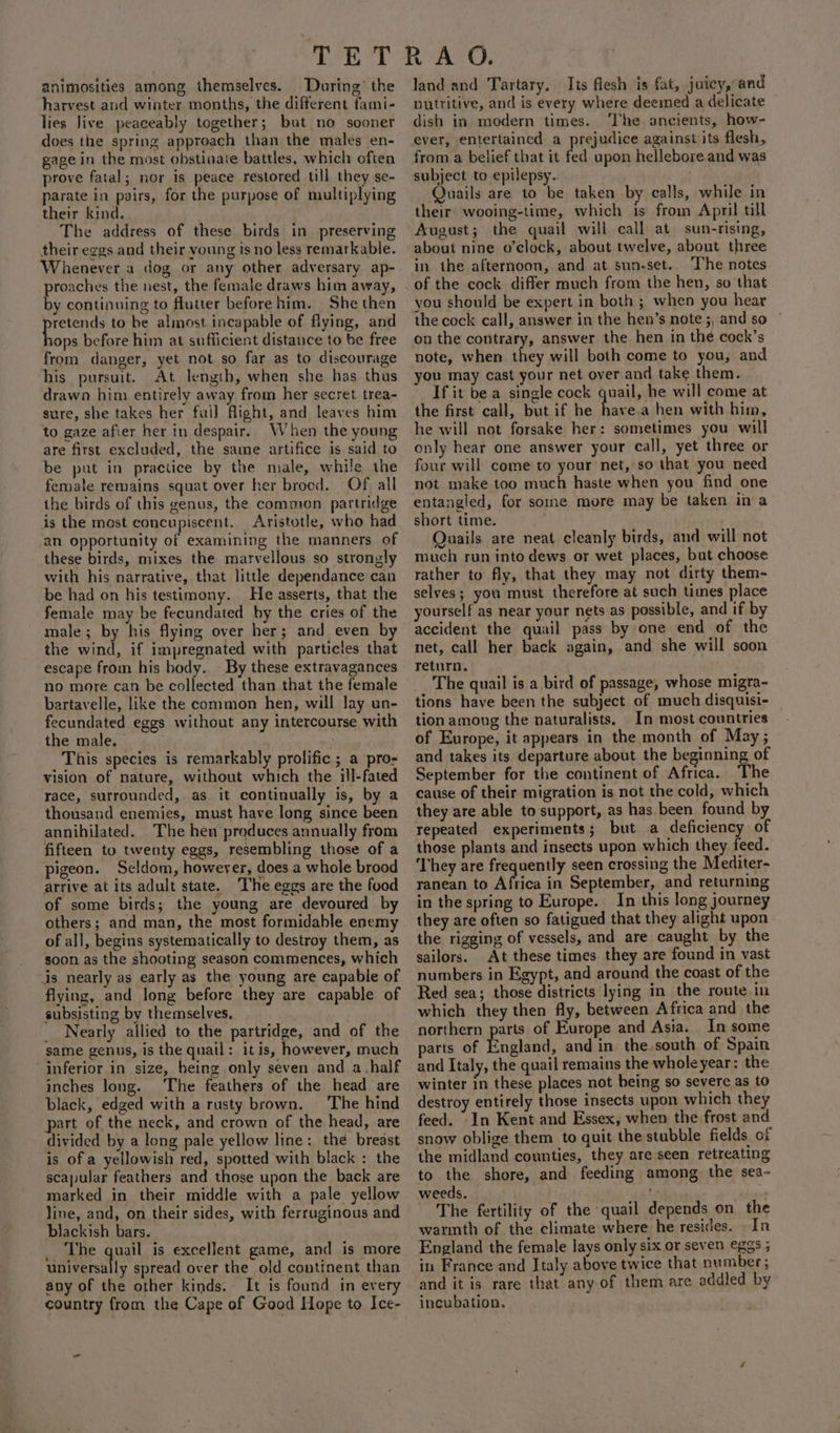 animosities among themselves. During’ the harvest and winter months, the different fami- lies live peaceably together; but no sooner does the spring approach than the males en- gage in the most obstinate battles, which often prove fatal; nor is peace restored till they se- parate in pairs, for the purpose of multiplying their kind. The address of these birds in preserving their eggs and their young is no less remarkable. Whenever a dog or any other adversary ap- proaches the nest, the female draws him away, by continuing to flutter before him. She then Pirie to be almost incapable of flying, and ops before him at sufficient distance to be free from danger, yet not so far as to discourage his pursuit. At length, when she has thus drawn him entirely away from her secret trea- sure, she takes her fuil flight, and leaves him to gaze afier her in despair. When the young are first excluded, the same artifice is said to be pat in practice by the male, while the female remains squat over her brood. Of all the birds of this genus, the common partridge is the most concupiscent. Aristotle, who had ‘an opportunity of examining the manners of these birds, mixes the marvellous so strongly with his narrative, that little dependance can be had on his testimony. He asserts, that the female may be fecundated by the cries of the male; by his flying over her; and even by the wind, if impregnated with particles that escape from his body. By these extravagances no more can be collected than that the female bartavelle, like the common hen, will lay un- fecundated eggs without any intercourse with the matey ii dc This species is remarkably prolific ; a pro- vision of nature, without which the ill-fated race, surrounded, as it continually is, by a thousand enemies, must have long since been annihilated. The hew preduces annually from fifteen to twenty eggs, resembling those of a pigeon. Seldom, however, does a whole brood arrive at its adult state. The eggs are the food d y a of some birds; the young are devoured by others; and man, the most formidable enemy of all, begins systematically to destroy them, as soon as the shooting season commences, which is nearly as early as the young are capable of flying, and long before they are capable of subsisting by themselves. _ Nearly allied to the partridge, and of the same genus, is the quail: itis, however, much inferior in size, being only seven and a.half inches long. The feathers of the head are black, edged with a rusty brown. The hind part of the neck, and crown of the head, are divided by a long pale yellow line: the breast is of a yellowish red, spotted with black : the scapular feathers and those upon the back are marked in their middle with a pale yellow line, and, on their sides, with ferruginous and blackish bars. _ The quail is excellent game, and is more aera: spread over the old continent than any of the other kinds. It is found in every country from the Cape of Good Hope to Ice- land and Tartary, Its flesh is fat, juicy, and nutritive, and is every where deemed a delicate dish in modern times. ‘The ancients, how- ever, entertained a prejudice against its flesh, from a belief that it fed upon hellebore and was subject to epilepsy. Quails are to be taken by calls, while in their wooing-time, which is from April till August; the quail will call at sun-rising, about nine o’clock, about twelve, about three in the afternoon, and at sun-set.. The notes of the cock differ much from the hen, so that you should be expert in both ; when you hear the cock call, answer in the hen’s note ;, and so on the contrary, answer the hen in the cock’s note, when they will both come to you, and you may cast your net over and take them. If it be a single cock quail, he will come at the first call, but if he have.a hen with him, he will not forsake her: sometimes you will only hear one answer your call, yet three or four will come to your net, so that you need not make too much haste when you find one entangled, for some more may be taken in a short time. Quails are neat cleanly birds, and will not much run into dews or wet places, but choose rather to fly, that they may not dirty them- selves; you must therefore at such times place yourself as near your nets as possible, and if by accident the quail pass by one end of the net, call her back again, and she will soon return. : The quail is a bird of passage, whose migra- tions have been the subject of much disquisi- tion among the naturalists. In most countries of Europe, it appears in the month of May; and takes its departure about the beginning of September for the continent of Africa. The cause of their migration is not the cold, which they are able to support, as has been found by repeated experiments; but a deficiency of those plants and insects upon which they feed. They are frequently seen crossing the Mediter- ranean to Africa in September, and returning in the spring to Europe. In this long journey they are often so fatigued that they alight upon the rigging of vessels, and are caught by the sailors. At these times they are found in vast numbers in Egypt, and around the coast of the Red sea; those districts lying in the route in which they then fly, between Africa and the northern parts of Europe and Asia. In some arts of England, and in the.south of Spain and Italy, the quail remains the wholeyear: the winter in these places not being so severe as to destroy entirely those insects upon which they feed. In Kent and Essex, when the frost and snow oblige them to quit the stubble fields of the midland counties, they are seen retreating to the shore, and feeding among the sea- weeds. ae The fertility of the quail depends on the warmth of the climate where he resides. In England the female lays only six or seven eggs ; in France and Italy above twice that number; and it is rare that any of them are addled by incubation.