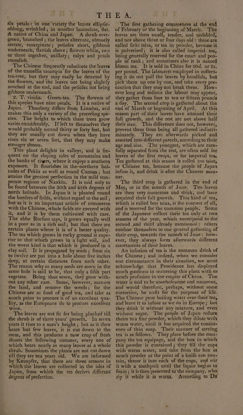 six petals: in one variety the leaves elliptic- oblong, wrinkled ; in another lanceolate, flat. A native of China and Japan. A shrub ever- green, branched ; the leaves alternate, obtusely serrate, emarginate; petioles short, gibbous underneath, flattish above ; flowers white, two or three together, axillary; calyx and petals roundish. eae The Chinese frequently substitute the leaves of the camellia sasanqua for the leaves of the tea-tree, but they may easily be detected by the flowers, and the leaves not being slightly notched at the end, and the petioles not being gibbous underneath. 2. T. viridis. Green-tea. The flowers of this species have nine petals. It is a native of Japan. Thunberg differs from Linnéus, and makes this only a variety of the preceding spe- cies. The height to which these trees grow varies considerably, If left to themselves they would probably ascend thirty or forty feet, but they are usually cut down when they have risen six or seven feet, that they may make stronger shoots. This plant delights in valleys, and is fre- quent on the sloping sides of mountains and the banks of rivers, where it enjoys a southern exposure. It flourishes in theenorthern lati- tudes of Pekin as well as round Canton; but attains the greatest perfection in the mild tem- eh regions of Nankin. It is said only to e found between the 30th and 45th degrees of north latitude. In Japan it is planted round the borders of fields, without regard to the soil ; but as it is an important article of commerce with the Chinese, whole fields are covered with it, and it is by them cultivated with care. The abbe Rochen says, it grows equally well in a poor as in a rich soil; but that there are certain places where it is of a better quality. The tea which grows in rocky ground is supe- rior to that which grows in a light soil, and the worst kind is that which is produced in a elay soil. It is propagated by seeds ; from six to twelve are put into a hole about five inches deep, at certain distances from each other. The reason why so many seeds are sown in the same hole is said to be, that only a fifth part vegetate. Being thus sown, they grow with- out any other care. Some, however, manure the land, and remove the weeds; for the Chinese are as fond of gocd tea, and take as much pains to procure it of an excellent qua- lity, as the Europeans do to procure excellent wine. The leaves are not fit for being plucked till the shrub is of three years’ growth. In seven se it rises toa man’s height ; but as it then ears but few leaves, it is cut down to the stem, and this produces a new crop of fresh shoots the following summer, every one of which bears nearly as many leaves as a whole shrub. Sometimes the plants are not cut down till they are ten years old. We are informed by Kempfer, that there are three seasons in which the leaves are collected in the isles of Japan, from which the tea derives different degrees of perfection. The first gathering commences at the end of February or the beginning of March. The jeaves are then small, tender, and unfolded, and not above three or four days old : these are called ficki tsiaa, or tea in powder, because it is pulverised; it is also called imperial tea, being generally reserved for the court and peo- ple of rank; and sometimes also it is named bloom tea. It is sold in China for 20d. or 2s. er pound. The labourers employed in collect~ ing it do not pull the leaves by handfuls, but pick them up one by one, and take every pre- caution that they may not break them. How- ever long and tedious the labour may appear, they gather from four to ten or fifteen pounds a day. The second crop is gathered about the end of March or beginning of April. At this season part of their leaves have attained their full growth, and the rest are not above half their size. This difference does not, however, prevent them from being all gathered indiscri- minately. ‘They are afterwards picked and assorted into different parcels, according to their age and size. «The youngest, which are care- fully separated from the rest, are often sold for leaves of the first crops, or for imperial teaa Tea gathered at this season is called too tsiaa, or Chinese tea, because the people of Japan infuse it, and drink it after the Chinese man- ner. The third crop is gathered in the end of May, or in the month of June. The-leaves are then very numerous and thick, and have acquired their full growth. ‘This kind of tea, which is called ben tsiaa, is the coarsest of all, and is reserved for the common people. Some of the Japanese collect their tea only at two seasons of the year, which correspond to the second and third already mentioned: others confine themselves to one general gathering of their crop, towards the month of June: how-~ ever, they always form afterwards different assortments of their leaves, An infusion of tea is the common drink of the Chinese; and indeed, when we consider one. circumstance in their situation, we must acknowledge that Providence has displayed much goodness in scattering this plant with so much profusion in the empire of China, The water is said to be unsvholesome and nauseous, and wonld therefore, perhaps, without some corrective, be unfit for the purposes of life, The Chinese pour boiling water over their tea, and Jeave it to infuse as we do in Europe; but they drink it without any mixture, and even without sugar. The people of Japan reduce theirs toa fine powder, which they dilute with warm water, until it has acquired the consist- ence of thin soup. Their manner of serving tea is as follows. ‘They place before the com- pany the tea equipage, and the box in which. this powder is contained ; they fill the cups with warm water, and take from the box as much powder as the point of a knife can con- tain, throw it into each of the cups, si stir it with a toothpick until the liquor begins to foam ; it isthen presented to the company, who. According to Du
