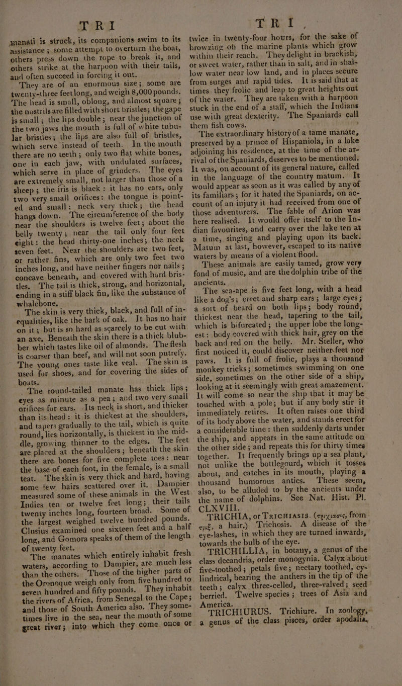 amanati is struck, its companions swim to its assistance ; some attempt to overturn the boat, others press down the rope to break it, and others strike at the harpoon with their tails, and often succeed in forcing it out. They are of an enormous size; some are twenty-three feetlong, and weigh 8,000 pounds. The head is small, oblong, and almost square ; the nostrils are filled with short bristles; the gape is small; the lipsdouble; near the junction of the two jaws the mouth is full of white tubu- lar bristies; the lips are also full of bristles, which serve instead of teeth. In the mouth there are no teeth; only two flat white bones, one in each jaw, with undulated surfaces, which serve in place of grinders. The eyes are extremely small, not larger than those of a sheep ; the iris is black: it has no ears, only two very small orifices: the tongue is point- ed and small; neck very thick; the head hangs down. ‘The circumference of the body near the shoulders is twelve feet; about the belly twenty; near the tail only four feet eight: the head thirty-one inches; the neck seven feet. Near the.shoulders are two feet, or rather fins, which are only two feet two inches long, and have neither fingers nor nails ; concave beneath, and covered with hard bris- tles. The tail is thick, strong, and horizontal, ending ina suff black fin, like the substance of whalebone. The skin is very thick, black, and full of in- equalities, like the bark of oak. It has no hair on it; butis so hard as scarcely to be cut with an axe. Beneath the skin there is a thick blub- ber which tastes like oil of almonds. The flesh is coarser than beef, and will not soon putrefy. The young ones taste like veal. The skin is used for shoes, and for covering the sides of beats. . ~The round-tailed manate has thick lips; eyes as minute as a pea; and two very small orifices fur ears. Its neck is short, and thicker than iis head: itis thickest at the shoulders, _and tapers gradually to the tail, which is quite round, lies horizontally, is thickest in the mid- dle, growing thinner to the edges. The feet are placed at the shoulders ; beneath the skin there are, bones for five complete toes: near the base of each foot, in the female, is a small teat. ‘Theskin is very thick and hard, having some few hairs scattered over it, Dampier measured some of these animals in the West Indies ten or twelve feet long; their tails twenty inches long, fourteen broad. Some of the largest weighed twelve bundred pounds. Clusius examined one sixteen feet and a half of twenty feet. The manates which entirely inhabit fresh waters, according to Dampier, are much less than the others. Those of the higher parts of the Orenoque weigh only from five hundred to seven hundred and fifty pounds. They inhabit the rivers of Africa, from Senegal to the Cape; and those of South America also. ‘They some- _ times live in the sea, near the mouth of some great river; into which they come. once or twice in twenty-four hours, for the sake of browziug of the marine plants which grow within their reach. They delight in brackish, or sweet water, rather than in salt, and in shal- low water near low land, and in places secure from surges and rapid tides, It 1s said that at times they frolic and leap to great heights out of the waiter. ‘They are taken with a harpoon stuck in the end of a staff, which the Indians use with great dexterity. The Spaniards call them fish cows. The extraordinary history of a tame manate, preserved by a prince of Hispaniola, in a lake adjoining his residence, at the time of the ar- rival of the Spaniards, deserves to be mentioned. It was, on account of its general nature, called in the language of the country matum. It would appear as soon as it was called by any of its familiars ; for it hated the Spaniards, on ac- count of an injury it had received from one of those adventurers. The fable of Arion was here realised. It would offer itself to the In- dian favourites, and carry over the lake ten at a time, singing and playing upon its back. Matum at last, however, escaped to its native waters by means of a violent flood. Tbese animals are easily tamed, grow very fond of music, and are the dolphin tribe of the ancients. ' The sea-ape is five feet long, with a head like a dog’s; erect and sharp ears ; large eyes; a sort of beard on both lips; body round, thickest near the head, tapering to the tail, which is bifurcated; the upper lobe the long- est: body covered with thick hair, grey on the back and red on the belly. Mr. Steller, who first noticed it, could discover neitherfeet nor paws. It is full of frolic, plays a thousand monkey tricks ; sometimes swimming on one side, sometimes on the other side of a ship, looking at it seemingly with great amazement. It will come so near the ship that it may be touched with a pole; but if any body sur it immediately retires. It often raises one third of its body above the water, and stands erect for a considerable tiine : then suddenly darts under the ship, and appears in the same attitude on the other side ; and repeats this for thirty times together. It frequently brings up a sea plant,’ not unlike the bottlegourd, which it tosses about, and catches in its mouth, playing a thousand humorous antics. These seem, ihe name of dolphins. ‘See Nat. Hist. Pl. CLXVIIL. TRICHIA, or TrICHIASIS. (teixsa0t¢, from - ep, a hair.) Trichosis. A disease of the eye-lashes, in which they are turned inwards, towards the bulb of the eye. TRICHILLIA, in botany, a genus of the class decandria, order monogynia. Calyx about five-toothed ; petals five; nectary toothed, cy- lindrical, bearing the anthers in the tip of the teeth; calyx three-celled, three-valved; seed ” berried. ‘Twelve species ; trees of Asia and America. — TRICHIURUS. Trichiure. In zoology, a genus of the class pisces, order apodalia,