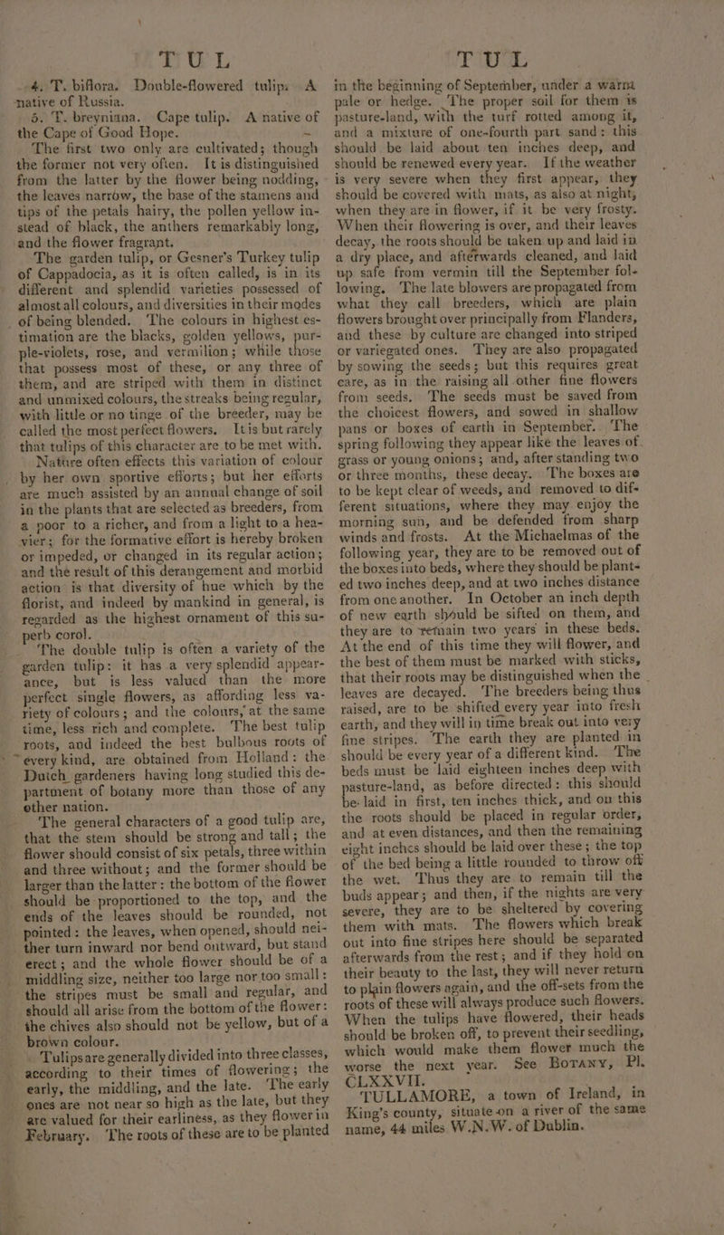 * eae DU L -&amp;,-T. biflora. Double-flowered tulips A native of Russia. 5. T. breyniana.. Cape tulip. A native of the Cape of Good Hope. - The first two only are cultivated; though the former not very ofien. It is distinguished from the latter by the flower being nodding, the leaves narrow, the base of the stamens and tips of the petals hairy, the pollen yellow in- stead of black, the anthers remarkably long, and the flower fragrant. The garden tulip, or Gesner’s Turkey tulip of Cappadocia, as it is often called, is in its different and splendid varieties possessed of almost all colours, and diversities in their modes _ of being blended. The colours in highest es- timation are the blacks, golden yellows, pur- ple-violets, rose, and vermilion; while those that possess most of these, or any three of them, and are striped with them in distinct and unmixed colours, the streaks being regular, with little or no tinge of the breeder, may be called the most perfect flowers, Itis but rarely that tulips of this character are to be met with, Nature often effects this variation of colour by her own sportive efforts; but her eiforts are much assisted by an annual change of soil in the plants that are selected as breeders, from a poor to a richer, and from a light toa hea- vier; for the formative effort is hereby broken or impeded, or changed in its regular action; and the result of this derangement and morbid action is that diversity of hue which by the florist, and indeed by mankind in general, is regarded as the highest ornament of this su- erb corol. i The double tulip is often a variety of the garden tulip: it has a very splendid appear- ance, but is less valued than the more perfect single flowers, as affording less va- riety of colours; and the colours, at the same time, less rich and complete. The best tulip roots, and indeed the best bulbous roots of “every kind, are obtained from Holland: the Dutch gardeners having long studied this de- partment of botany more than those of any other nation. The general characters of a good tulip are, that the stem should be strong and tall; the flower should consist of six petals, three within and three without; and the former should be larger than the latter: the bottom of the flower should be proportioned to the top, and the ends of the leaves should be rounded, not pointed: the leaves, when opened, should nei- ther turn inward nor bend outward, but stand erect; and the whole flower should be of a middling size, neither too large nor too small : the stripes must be small and regular, and should all arise from the bottom of the flower: the chives also should not be yellow, but of a brown colour. . Tulipsare generally divided into three classes, according to their times of flowering; the early, the middling, and the Jate. ‘The early ones are not near so high as the late, but they are valued for their earliness, as they flowerin February. The roots of these are to be planted TUL in the beginning of September, under a warra pale or hedge. The proper soil for them 1s pasture-land, with the turf rotted among it, and a mixture of one-fourth part sand: this should be laid about ten inches deep, and | should be renewed every year. If the weather is very severe when = i first appear, they should be covered with mats, as also at night, when they are in flower, if it be very frosty. When their flowering is over, and their leaves decay, the roots should be taken up and laid in a dry place, and afterwards cleaned, and Jaid up safe from vermin till the September fol- lowing. The late blowers are propagated from what they call breeders, which are plain flowers brought over principally from Flanders, and these by culture are changed into striped or variegated ones. They are also propagated by sowing the seeds; but this requires great care, as in the raising all other fine flowers from seeds. The seeds must be saved from the choicest flowers, and sowed in shallow pans or boxes of earth in September... The spring following they appear like the leaves of. erass or young onions; and, after standing two or three months, these decay. ‘The boxes are to be kept clear of weeds, and removed to dif- ferent situations, where they may enjoy the morning sun, and be defended from sharp winds and frosts. At the Michaelmas of the following year, they are to be removed out of the boxes into beds, where they should be plant- ed two inches deep, and at two inches distance from oneanother. In October an inch depth of new earth shuld be sifted on them, and they are to retain two years in these beds. At the end of this time they will flower, and the best of them must be marked with sticks, that their roots may be distinguished when the _ leaves are decayed. The breeders being thus raised, are to be shifted every year into fresh earth, and they will in time break out into very fine stripes. “The earth they are planted in should be every year of a different kind. The beds must be laid eighteen inches deep with pasture-land, as before directed: this should be laid in first, ten inches thick, and on this the roots should be placed in regular order, and at even distances, and then the remaining eight inches should be laid over these ; the top of the bed being a little rounded to throw off the wet. Thus they are to remain till the buds appear; and then, if the nights are very severe, they are to be sheltered by covering them with mats. The flowers which break out into fine stripes here should be separated afterwards from the rest; and if they hold on their beauty to the last, they will never return to plain flowers again, and the off-sets from the roots of these will always produce such flowers. When the tulips have flowered, their heads should be broken off, to prevent their seedling, which would make them flower much the worse the next year. See Borany, Pi. CLXXVII. A TULLAMORE, a town of Ireland, in King’s county, situateon a river of the same