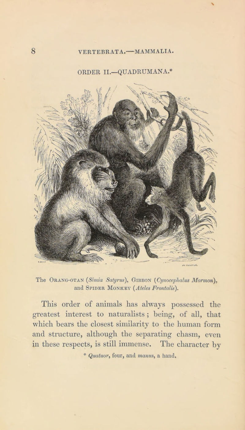 The Orang-otan (Simla Satyr us), Gibbon (Cynocephalus Mormon), and Spider Monkey (Aides Frontalis). This order of animals has always possessed the greatest interest to naturalists ; being, of all, that which bears the closest similarity to the human form and structure, although the separating chasm, even in these respects, is still immense. The character by * Quatuor, four, and mantis, a hand.