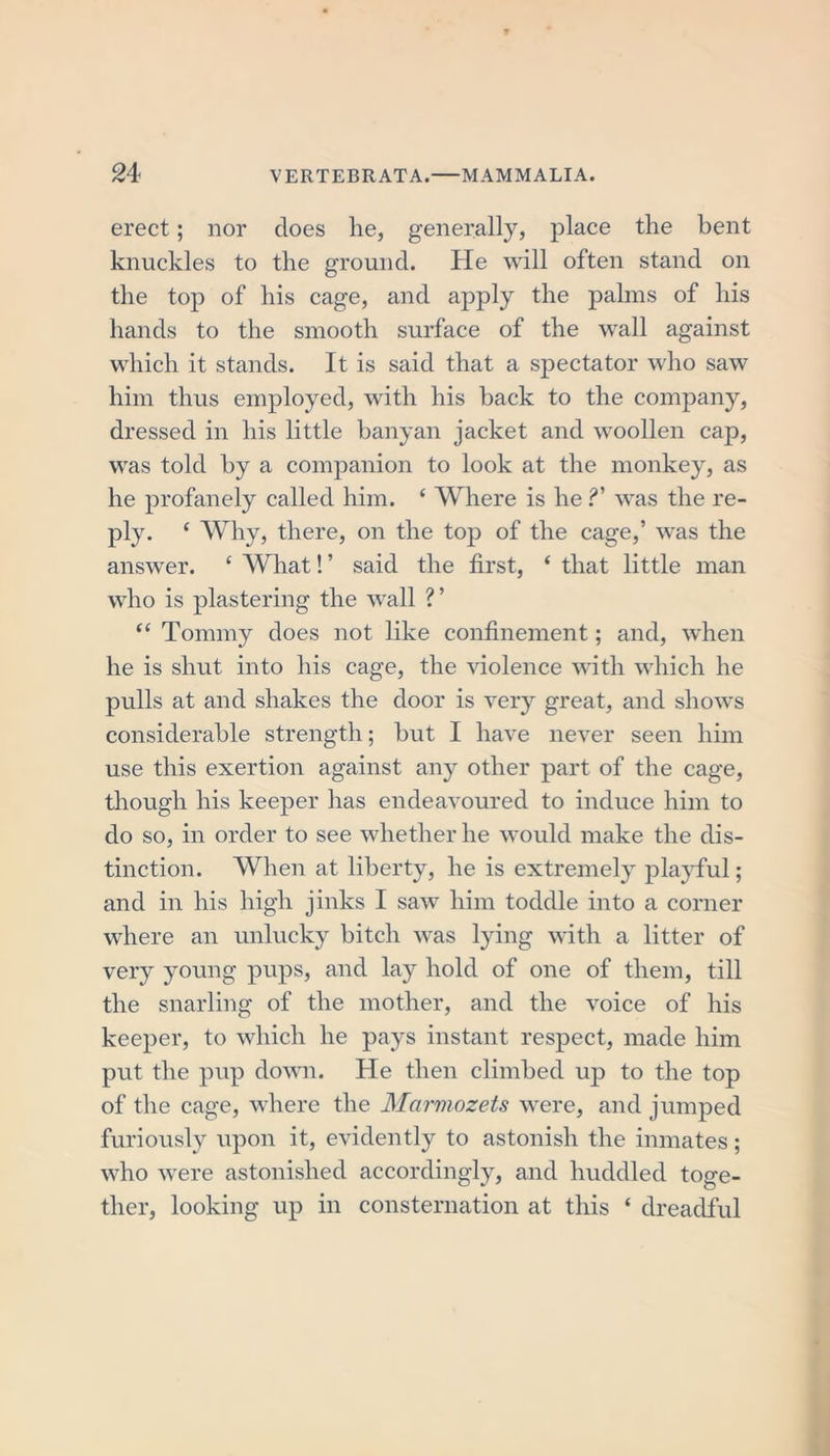 erect; nor does lie, generally, place the bent knuckles to the ground. He will often stand on the top of his cage, and apply the palms of his hands to the smooth surface of the wall against which it stands. It is said that a spectator who saw him thus employed, with his back to the company, dressed in his little banyan jacket and woollen cap, was told by a companion to look at the monkey, as he profanely called him. ‘ Where is he V was the re- ply. ‘ Why, there, on the top of the cage,’ was the answer. e What! ’ said the first, ‘ that little man who is plastering the wall ? ’ “ Tommy does not like confinement; and, when he is shut into his cage, the violence with which he pulls at and shakes the door is very great, and shows considerable strength; but I have never seen him use this exertion against any other part of the cage, though his keeper has endeavoured to induce him to do so, in order to see whether he would make the dis- tinction. When at liberty, he is extremely playful; and in his high jinks I saw him toddle into a corner where an unlucky bitch was lying with a litter of very young pups, and lay hold of one of them, till the snarling of the mother, and the voice of his keeper, to which he pays instant respect, made him put the pup down. He then climbed up to the top of the cage, where the Marmozets were, and jumped furiously upon it, evidently to astonish the inmates; who were astonished accordingly, and huddled toge- ther, looking up in consternation at this ‘ dreadful