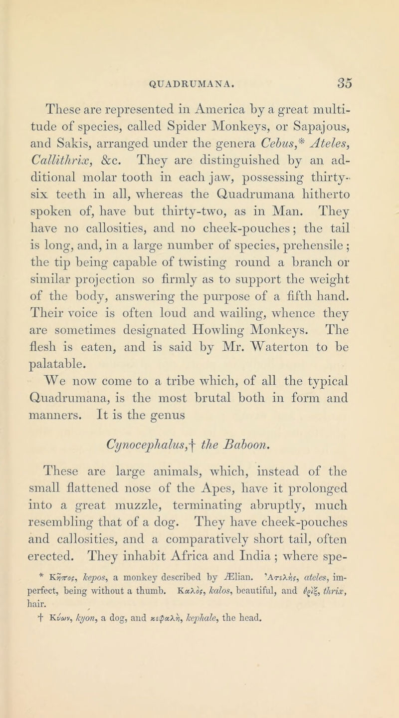 These are represented in America by a great multi- tude of species, called Spider Monkeys, or Sapajous, and Sakis, arranged under the genera CebusAteles, Callithrix, &amp;c. They are distinguished by an ad- ditional molar tooth in each jaw, possessing thirty- six teeth in all, whereas the Quadrumana hitherto spoken of, have but thirty-two, as in Man. They have no callosities, and no cheek-pouches; the tail is long, and, in a large number of species, prehensile ; the tip being capable of twisting round a branch or similar projection so firmly as to support the weight of the body, answering the purpose of a fifth hand. Their voice is often loud and wailing, whence they are sometimes designated Howling Monkeys. The flesh is eaten, and is said by Mr. Waterton to be palatable. We now come to a tribe which, of all the typical Quadrumana, is the most brutal both in form and manners. It is the genus Cynocephalus,'\ the Baboon. These are large animals, which, instead of the small flattened nose of the Apes, have it prolonged into a great muzzle, terminating abruptly, much resembling that of a dog. They have cheek-pouches and callosities, and a comparatively short tail, often erected. They inhabit Africa and India; where s]^e- * Kwiro;, lcepos, a monkey described by iElian. ’ArsX-«, ateles, im- perfect, being without a thumb. KaXos, kalos, beautiful, and tlirix, hair. d K vwv, by on, a dog, and x.iQa.X?j, Inhale, the head.