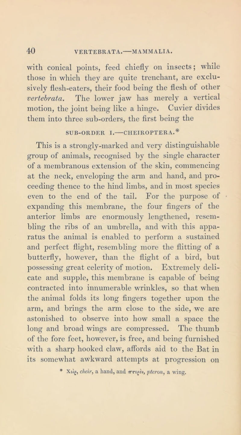 with conical points, feed chiefly on insects; while those in which they are quite trenchant, are exclu- sively flesh-eaters, their food being the flesh of other vertebrata. The lower jaw has merely a vertical motion, the joint being like a hinge. Cuvier divides them into three sub-orders, the first being the SUB-ORDER I. CHEIROPTERA.* This is a strongly-marked and very distinguishable group of animals, recognised by the single character of a membranous extension of the skin, commencing at the neck, enveloping the arm and hand, and pro- ceeding thence to the hind limbs, and in most species even to the end of the tail. For the purpose of expanding this membrane, the four fingers of the anterior limbs are enormously lengthened, resem- bling the ribs of an umbrella, and with this appa- ratus the animal is enabled to perform a sustained and perfect flight, resembling more the flitting of a butterfly, however, than the flight of a bird, but possessing great celerity of motion. Extremely deli- cate and supple, this membrane is capable of being contracted into innumerable wrinkles, so that when the animal folds its long fingers together upon the arm, and brings the arm close to the side, we are astonished to observe into how small a space the long and broad wings are compressed. The thumb of the fore feet, however, is free, and being furnished with a sharp hooked claw, affords aid to the Bat in its somewhat awkward attempts at progression on * Xs/j, cheir, a hand, and •mplv, pteron, a wing.