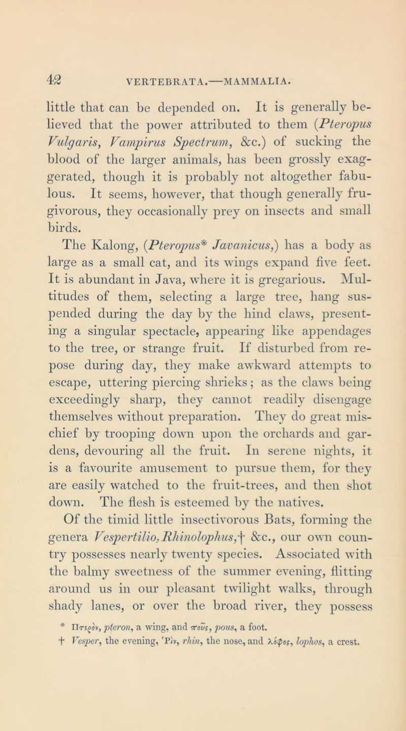 little that can be depended on. It is generally be- lieved that the power attributed to them (Pteropus Vulgaris, Vampirus Spectrum, &amp;c.) of sucking the blood of the larger animals, has been grossly exag- gerated, though it is probably not altogether fabu- lous. It seems, however, that though generally fru- givorous, they occasionally prey on insects and small birds. The Kalong, (.Pteropus* Javanicus,) has a body as large as a small cat, and its wings expand five feet. It is abundant in Java, where it is gregarious. Mul- titudes of them, selecting a large tree, hang sus- pended during the day by the hind claws, present- ing a singular spectacle, appearing like appendages to the tree, or strange fruit. If disturbed from re- pose during day, they make awkward attempts to escape, uttering piercing shrieks ; as the claws being exceedingly sharp, they cannot readily disengage themselves without preparation. They do great mis- chief by trooping down upon the orchards and gar- dens, devouring all the fruit. In serene nights, it is a favourite amusement to pursue them, for they are easily watched to the fruit-trees, and then shot down. The flesh is esteemed by the natives. Of the timid little insectivorous Bats, forming the genera Vespertilio.Rhinolophus,^ See., our own coun- try possesses nearly twenty species. Associated with the balmy sweetness of the summer evening, flitting around us in our pleasant twilight walks, through shady lanes, or over the broad river, they possess * llnoov, pteron, a wing, and vrovs, pous, a foot. f Vesper, the evening, 'Ph, rhin, the nose, and XoQos, lophos, a crest.