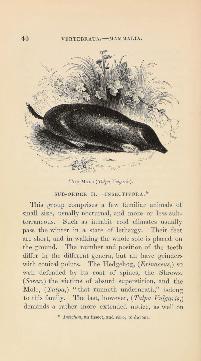 Thk Mole (Tu/pu Vulyurus). SUB-ORDER II. INSECTIVORA.* This group comprises a few familiar animals of small size, usually nocturnal, and more or less sub- terraneous. Such as inhabit cold climates usually pass the winter in a state of lethargy. Their feet are short, and in walking the whole sole is placed on the ground. The number and position of the teeth differ in the different genera, but all have grinders with conical points. The Hedgehog, (Erinaceus,) so well defended by its coat of spines, the Shrews, (Sorex,) the victims of absurd superstition, and the Mole, (Talpa,) “that runneth underneath,” belong to this family. The last, however, (Talpa Vulgaris,) demands a rather more extended notice, as well on * Insectum, an insect, and voro, to devour.