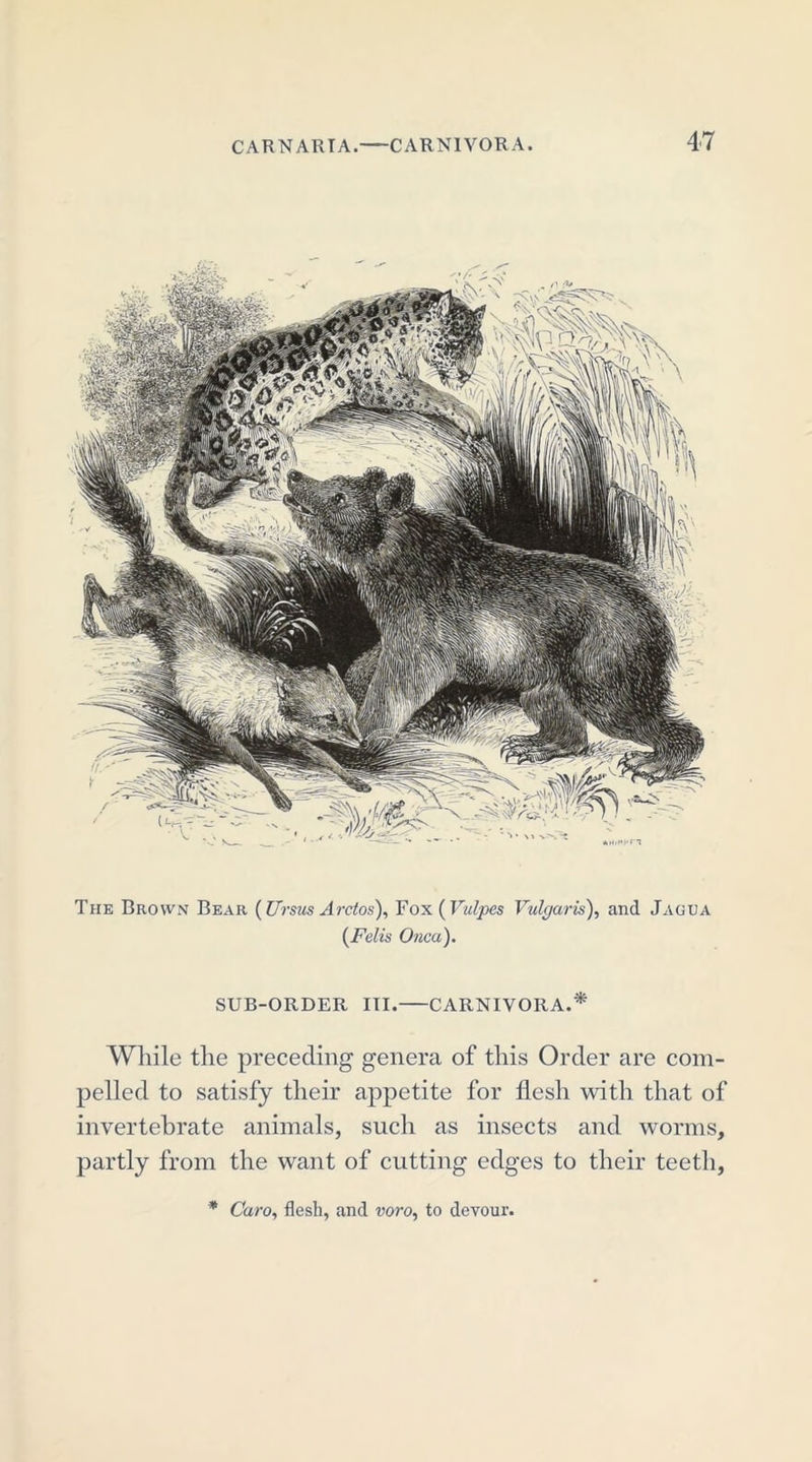 The Brown Bear ( Ursus Arctos), Fox ( Vulpes Vulgaris), and Jagua (Felis Onca). SUB-ORDER III. CARNIVORA.* While the preceding genera of this Order are com- pelled to satisfy their appetite for flesh with that of invertebrate animals, such as insects and worms, partly from the want of cutting edges to their teeth, * Caro, flesh, and voro, to devour