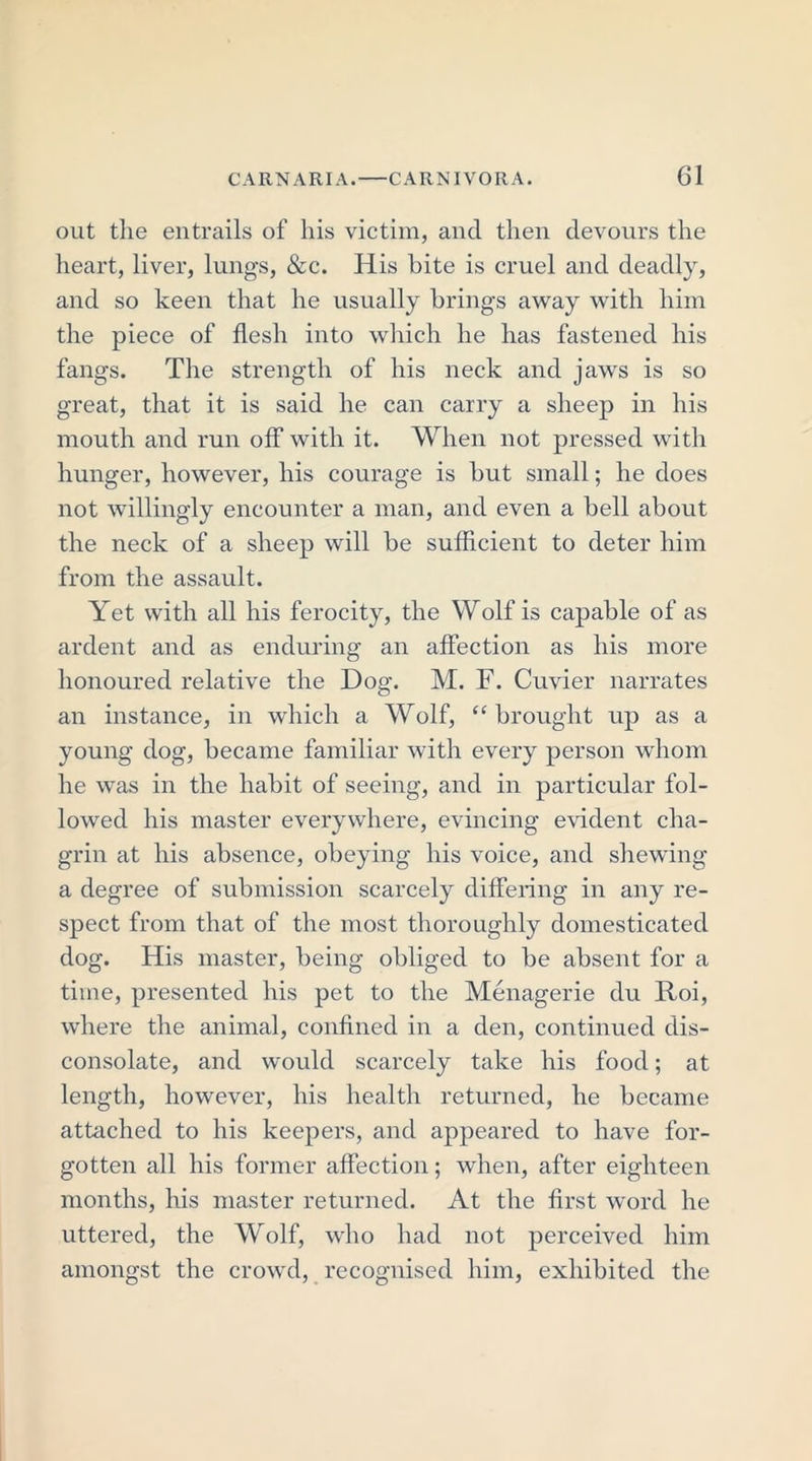 out the entrails of his victim, and then devours the heart, liver, lungs, &amp;c. His bite is cruel and deadly, and so keen that he usually brings away with him the piece of flesh into which he has fastened his fangs. The strength of his neck and jaws is so great, that it is said he can carry a sheep in his mouth and run off with it. When not pressed with hunger, however, his courage is but small; he does not willingly encounter a man, and even a bell about the neck of a sheep will be sufficient to deter him from the assault. Yet with all his ferocity, the Wolf is capable of as ardent and as enduring an affection as his more honoured relative the Dog. M. F. Cuvier narrates an instance, in which a Wolf, “brought up as a young dog, became familiar with every person whom he was in the habit of seeing, and in particular fol- lowed his master everywhere, evincing evident cha- grin at his absence, obeying his voice, and shewing a degree of submission scarcely differing in any re- spect from that of the most thoroughly domesticated dog. His master, being obliged to be absent for a time, presented his pet to the Menagerie du Roi, where the animal, confined in a den, continued dis- consolate, and would scarcely take his food; at length, however, his health returned, he became attached to his keepers, and appeared to have for- gotten all his former affection; when, after eighteen months, his master returned. At the first word he uttered, the Wolf, who had not perceived him amongst the crowd, recognised him, exhibited the