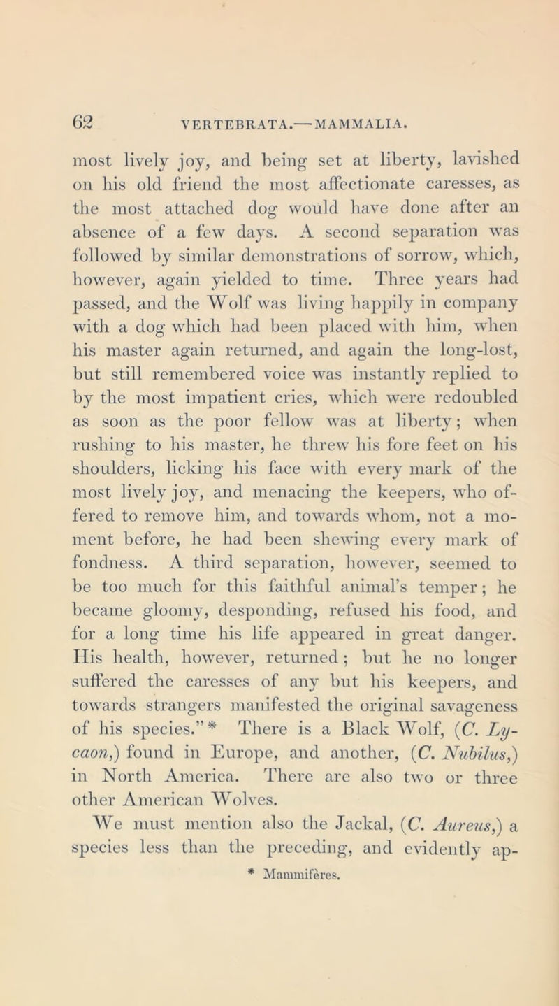 most lively joy, and being set at liberty, lavished on his old friend the most affectionate caresses, as the most attached dog would have done after an absence of a few days. A second separation was followed by similar demonstrations of sorrow, which, however, again yielded to time. Three years had passed, and the Wolf was living happily in company with a dog which had been placed with him, when his master again returned, and again the long-lost, but still remembered voice was instantly replied to by the most impatient cries, which were redoubled as soon as the poor fellow was at liberty; when rushing to his master, he threw his fore feet on his shoulders, licking his face with every mark of the most lively joy, and menacing the keepers, who of- fered to remove him, and towards whom, not a mo- ment before, he had been shewing every mark of fondness. A third separation, however, seemed to be too much for this faithful animal’s temper; he became gloomy, desponding, refused his food, and for a long time his life appeared in great danger. His health, however, returned; but he no longer suffered the caresses of any but his keepers, and towards strangers manifested the original savageness of his species.’'* There is a Black Wolf, (C. Ly- caon,) found in Europe, and another, (C. Nubilus,) in North America. There are also two or three other American Wolves. We must mention also the Jackal, (C. Aureus,) a species less than the preceding, and evidently ap- * Mammiferes.