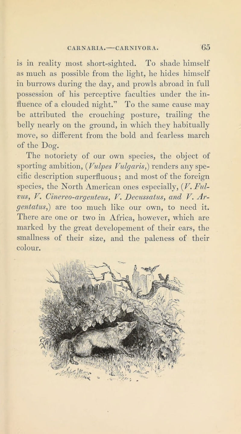 is in reality most short-siglited. To shade himself as much as possible from the light, he hides himself in burrows during the day, and prowls abroad in full possession of his perceptive faculties under the in- fluence of a clouded night.” To the same cause may be attributed the crouching posture, trailing the belly nearly on the ground, in which they habitually move, so different from the bold and fearless march of the Dog. The notoriety of our own species, the object of sporting ambition, (Vulpes Vulgaris,) renders any spe- cific description superfluous ; and most of the foreign species, the North American ones especially, (V.Ful- vus, V. Cinereo-argenteus, V. Decussatus, and V. Ar- gentatus,) are too much like our own, to need it. There are one or two in Africa, however, which are marked by the great developement of their ears, the smallness of their size, and the paleness of their colour.