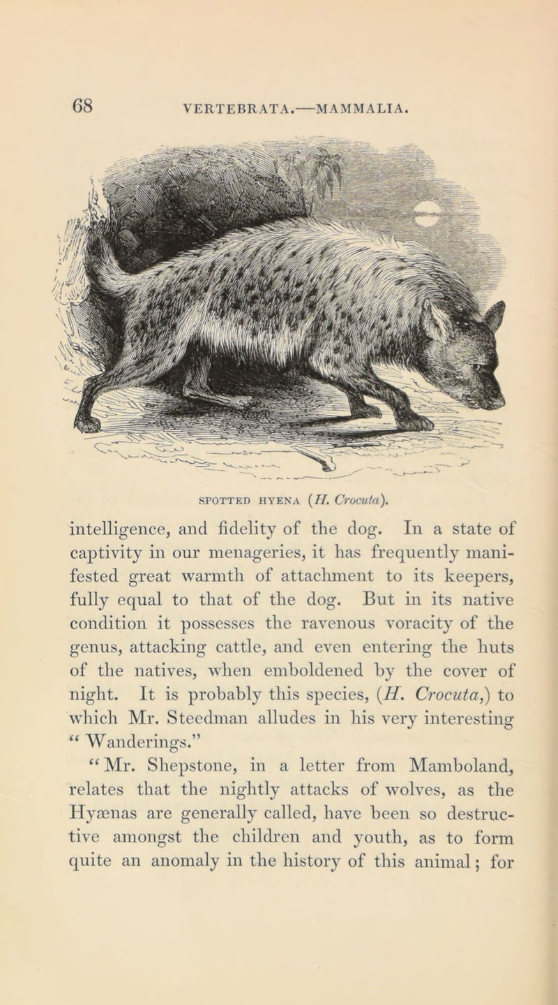 G8 SPOTTED HYENA (H. CrOCUta). intelligence, and fidelity of the dog. In a state of captivity in our menageries, it has frequently mani- fested great warmth of attachment to its keepers, fully equal to that of the dog. But in its native condition it possesses the ravenous voracity of the genus, attacking cattle, and even entering the huts of the natives, when emboldened by the cover of night. It is probably this species, (.H. Crocuta,) to which Mr. Steedman alludes in his very interesting “ Wanderings.” “ Mr. Shepstone, in a letter from Mamboland, relates that the nightly attacks of wolves, as the Hyaenas are generally called, have been so destruc- tive amongst the children and youth, as to form quite an anomaly in the history of this animal; for