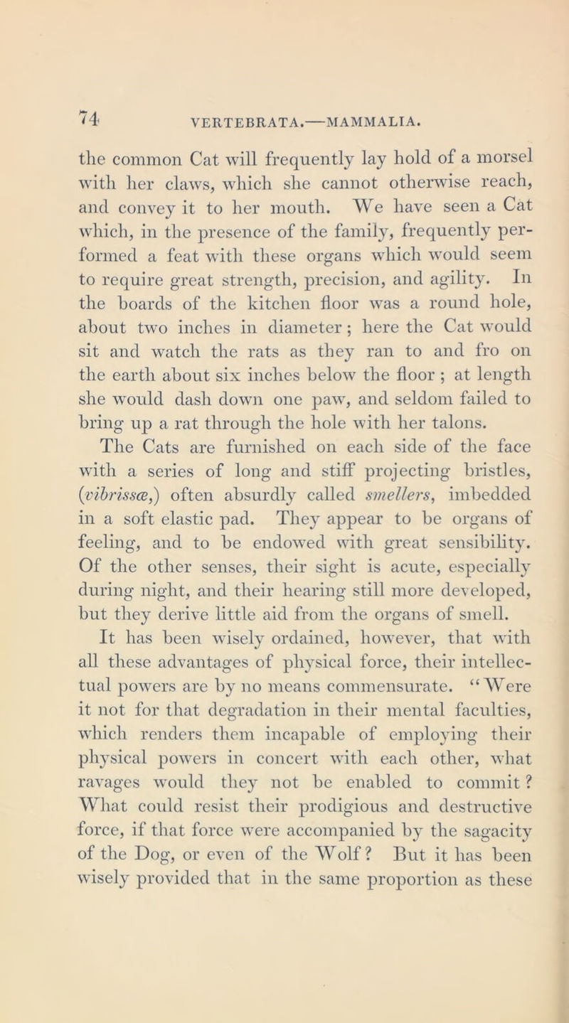 the common Cat will frequently lay hold of a morsel with her claws, which she cannot otherwise reach, and convey it to her mouth. We have seen a Cat which, in the presence of the family, frequently per- formed a feat with these organs which would seem to require great strength, precision, and agility. In the hoards of the kitchen floor was a round hole, about two inches in diameter ; here the Cat would sit and watch the rats as they ran to and fro on the earth about six inches below the floor ; at length she would dash down one paw, and seldom failed to bring up a rat through the hole with her talons. The Cats are furnished on each side of the face with a series of long and stiff projecting bristles, (vibrissa,) often absurdly called smellers, imbedded in a soft elastic pad. They appear to be organs of feeling, and to be endowed with great sensibility. Of the other senses, their sight is acute, especially during night, and their hearing still more developed, but they derive little aid from the organs of smell. It has been wisely ordained, however, that with all these advantages of physical force, their intellec- tual powers are by no means commensurate. “Were it not for that degradation in their mental faculties, which renders them incapable of employing their physical powers in concert with each other, what ravages would they not be enabled to commit ? What could resist their prodigious and destructive force, if that force were accompanied by the sagacity of the Dog, or even of the Wolf ? But it has been wisely provided that in the same proportion as these