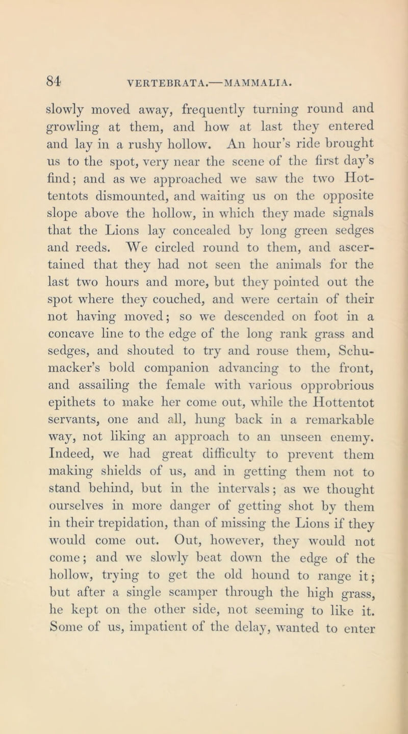 slowly moved away, frequently turning round and growling at them, and how at last they entered and lay in a rushy hollow. An hour’s ride brought us to the spot, very near the scene of the first day’s find; and as we approached we saw the two Hot- tentots dismounted, and waiting us on the opposite slope above the hollow, in which they made signals that the Lions lay concealed by long green sedges and reeds. We circled round to them, and ascer- tained that they had not seen the animals for the last two hours and more, but they pointed out the spot where they couched, and were certain of their not having moved; so we descended on foot in a concave line to the edge of the long rank grass and sedges, and shouted to try and rouse them, Schu- macher’s bold companion advancing to the front, and assailing the female with various opprobrious epithets to make her come out, while the Hottentot servants, one and all, hung back in a remarkable way, not liking an approach to an unseen enemy. Indeed, we had great difficulty to prevent them making shields of us, and in getting them not to stand behind, but in the intervals; as we thought ourselves in more danger of getting shot by them in their trepidation, than of missing the Lions if they would come out. Out, however, they would not come; and we slowly beat down the edge of the hollow, trying to get the old hound to range it; but after a single scamper through the high grass, he kept on the other side, not seeming to like it. Some of us, impatient of the delay, wanted to enter