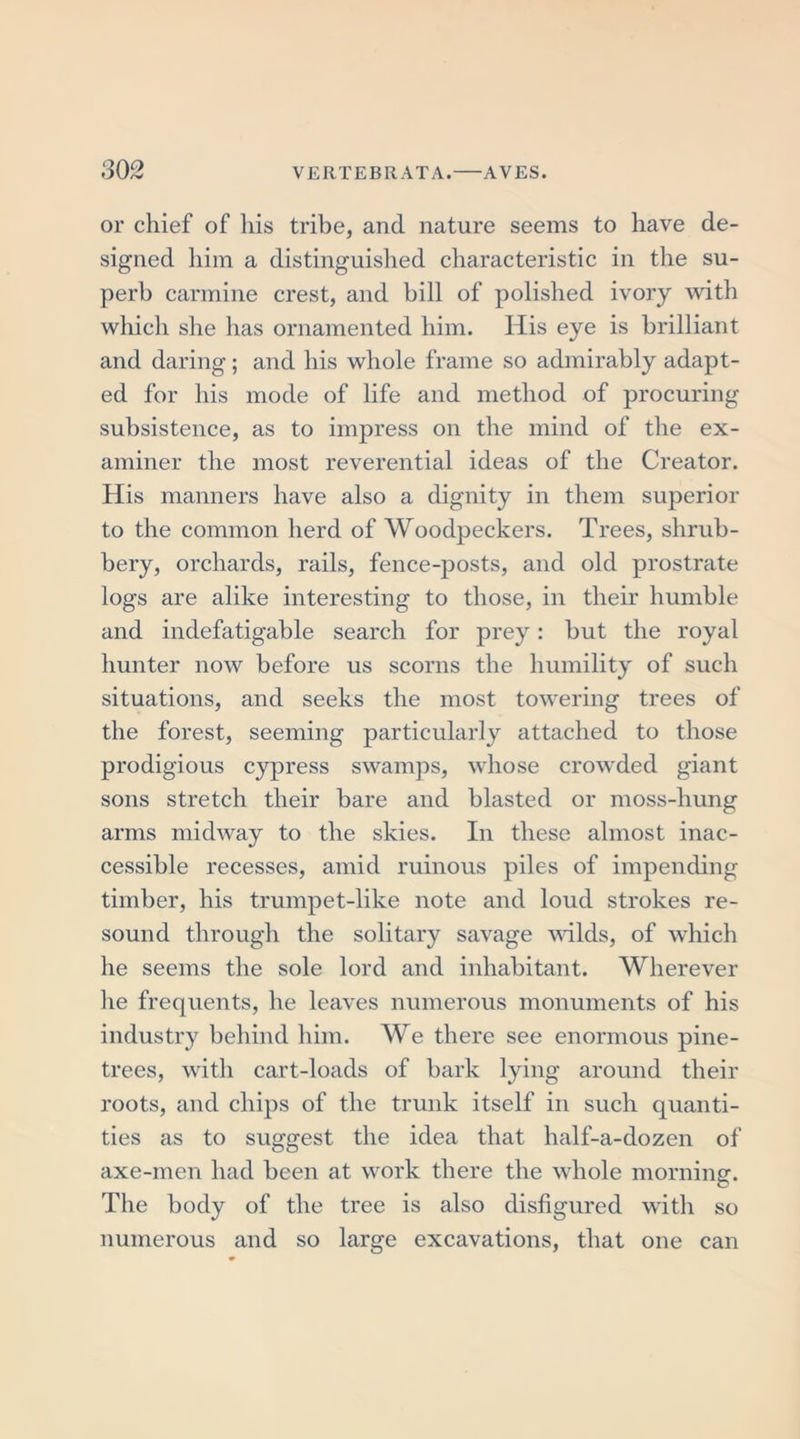or chief of his tribe, and nature seems to have de- signed him a distinguished characteristic in the su- perb carmine crest, and bill of polished ivory with which she has ornamented him. His eye is brilliant and daring; and his whole frame so admirably adapt- ed for his mode of life and method of procuring subsistence, as to impress on the mind of the ex- aminer the most reverential ideas of the Creator. His manners have also a dignity in them superior to the common herd of Woodpeckers. Trees, shrub- bery, orchards, rails, fence-posts, and old prostrate logs are alike interesting to those, in their humble and indefatigable search for prey: but the royal hunter now before us scorns the humility of such situations, and seeks the most towering trees of the forest, seeming particularly attached to those prodigious cypress swamps, whose crowded giant sons stretch their bare and blasted or moss-hung arms midway to the skies. In these almost inac- cessible recesses, amid ruinous piles of impending timber, his trumpet-like note and loud strokes re- sound through the solitary savage voids, of which he seems the sole lord and inhabitant. Wherever he frequents, he leaves numerous monuments of his industry behind him. We there see enormous pine- trees, with cart-loads of bark lying around their roots, and chips of the trunk itself in such quanti- ties as to suggest the idea that half-a-dozen of axe-men had been at work there the whole morning. The body of the tree is also disfigured with so numerous and so large excavations, that one can
