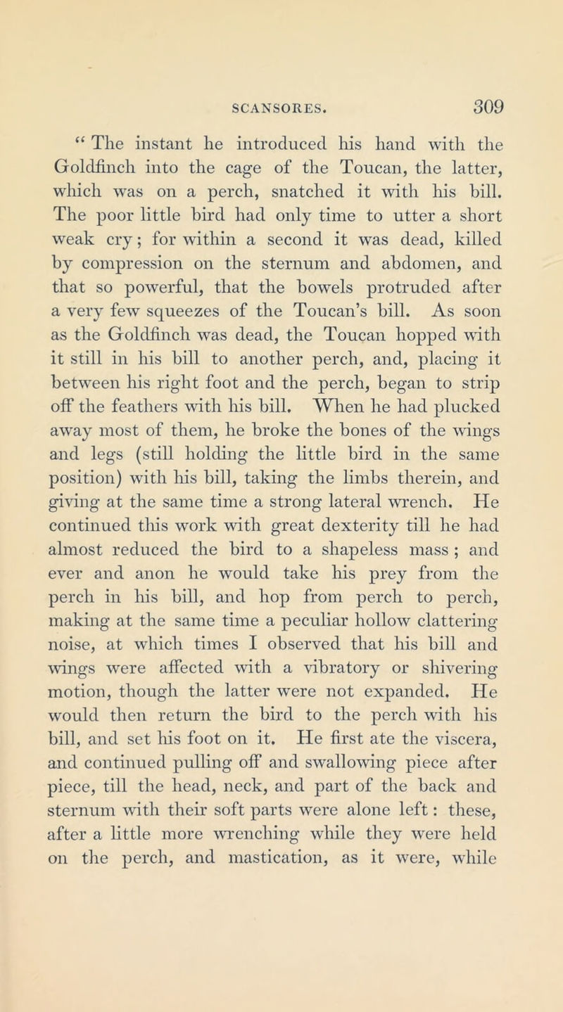 “ The instant he introduced his hand with the Goldfinch into the cage of the Toucan, the latter, which was on a perch, snatched it with his bill. The poor little bird had only time to utter a short weak cry; for within a second it was dead, killed by compression on the sternum and abdomen, and that so powerful, that the bowels protruded after a very few squeezes of the Toucan’s bill. As soon as the Goldfinch was dead, the Toucan hopped with it still in his bill to another perch, and, placing it between his right foot and the perch, began to strip off the feathers with his bill. When he had plucked away most of them, he broke the bones of the wings and legs (still holding the little bird in the same position) with his bill, taking the limbs therein, and giving at the same time a strong lateral wrench. He continued tins work with great dexterity till he had almost reduced the bird to a shapeless mass ; and ever and anon he would take his prey from the perch in his bill, and hop from perch to perch, making at the same time a peculiar hollow clattering noise, at which times I observed that his bill and wings were affected with a vibratory or shivering motion, though the latter were not expanded. He would then return the bird to the perch with his bill, and set his foot on it. He first ate the viscera, and continued pulling off and swallowing piece after piece, till the head, neck, and part of the back and sternum with their soft parts were alone left: these, after a little more wrenching while they were held on the perch, and mastication, as it were, while