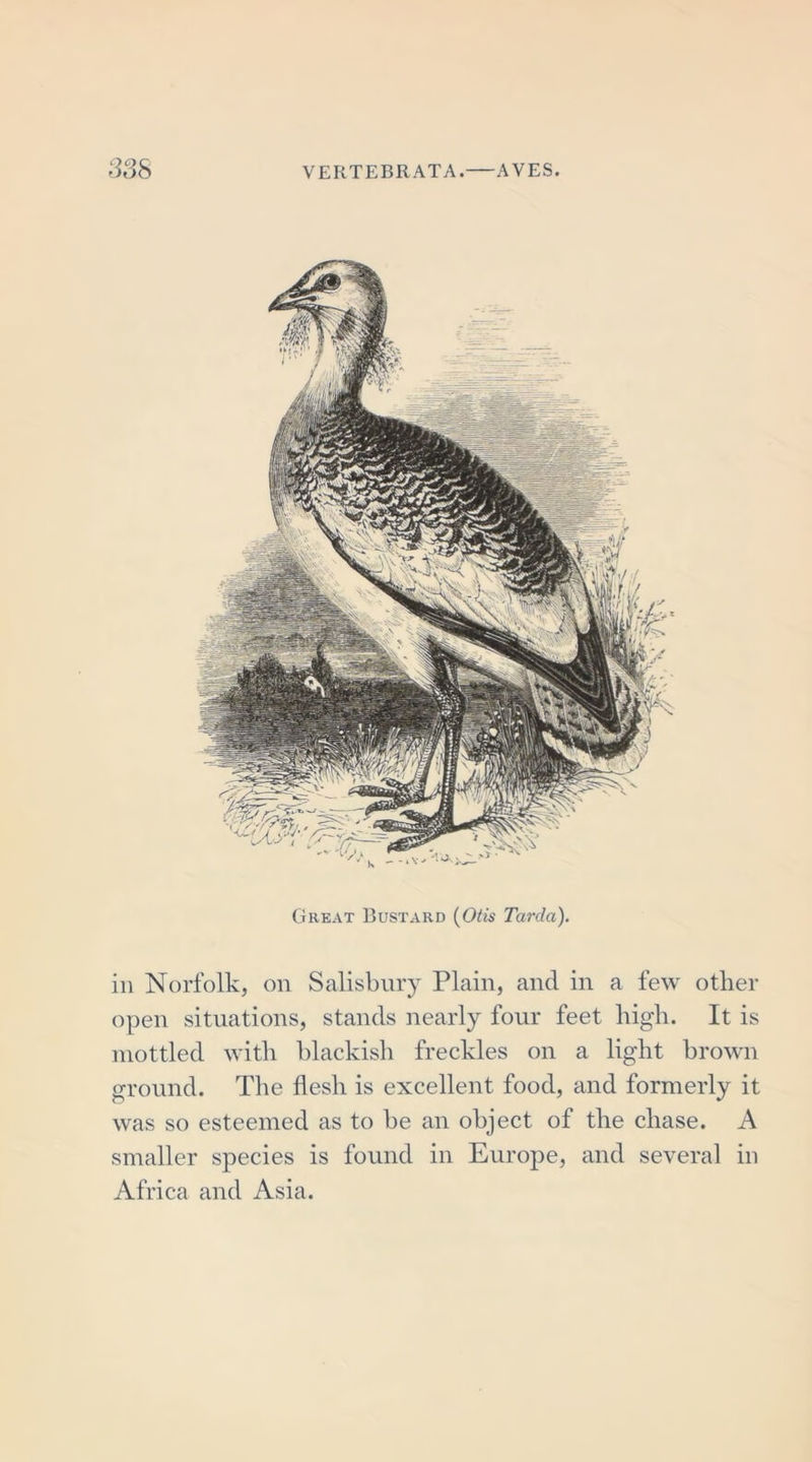 Great Bustard (Otis Tarda). iii Norfolk, on Salisbury Plain, and in a few other open situations, stands nearly four feet high. It is mottled with blackish freckles on a light brown ground. The flesh is excellent food, and formerly it was so esteemed as to be an object of the chase. A smaller species is found in Europe, and several in Africa and Asia.