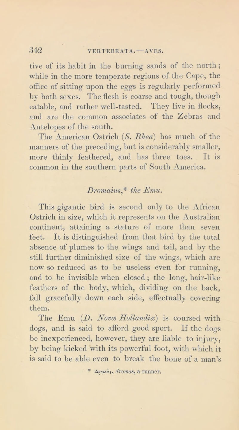tive of its habit in the burning sands of the north; while in the more temperate regions of the Cape, the office of sitting upon the eggs is regularly performed by both sexes. The flesh is coarse and tough, though eatable, and rather well-tasted. They live in flocks, and are the common associates of the Zebras and Antelopes of the south. The American Ostrich (S. Rhea) has much of the manners of the preceding, but is considerably smaller, more thinly feathered, and has three toes. It is common in the southern parts of South America. Dromaius* the Emu. This gigantic bird is second only to the African Ostrich in size, which it represents on the Australian continent, attaining a stature of more than seven feet. It is distinguished from that bird by the total absence of plumes to the wings and tail, and by the still further diminished size of the wings, which are now so reduced as to be useless even for running, and to be invisible when closed; the long, hair-like feathers of the body, which, dividing on the back, fall gracefully down each side, effectually covering them. The Emu (D. Novce Hollandia) is coursed with dogs, and is said to afford good sport. If the dogs be inexperienced, however, they are liable to injury, by being kicked with its powerful foot, with which it is said to be able even to break the bone of a man’s * dromas, a runner.