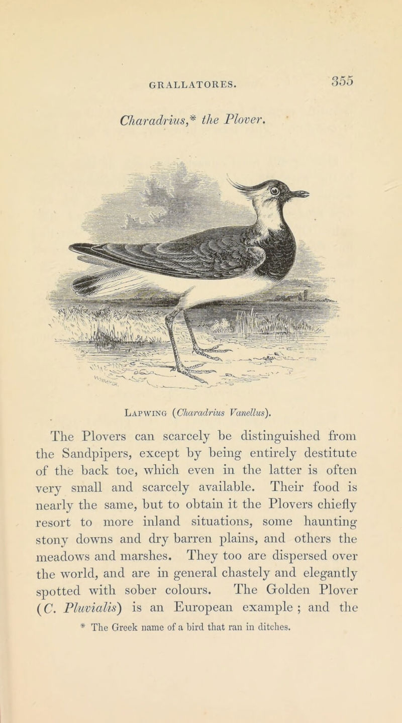Charadrius,* the Plover. Lapwing (Charadrius Vanellus). The Plovers can scarcely he distinguished from the Sandpipers, except by being entirely destitute of the back toe, which even in the latter is often very small and scarcely available. Their food is nearly the same, but to obtain it the Plovers chiefly resort to more inland situations, some haunting- stony downs and dry barren plains, and others the meadows and marshes. They too are dispersed over the world, and are in general chastely and elegantly spotted with sober colours. The Golden Plover (C. Pluvialis) is an European example ; and the * The Greek name of a bird that ran in ditches.