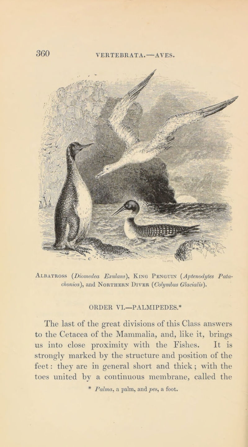Albatross (Diomedea Eamlatis), King Penguin (Aptenodytes Pata- chonica), and Northern Diver (Colymbus Glacialis). ORDER VI.—PALMIPEDES.* The last of the great divisions of this Class answers to the Cetacea of the Mammalia, and, like it, brings us into close proximity with the Fishes. It is strongly marked by the structure and position of the feet: they are in general short and thick; with the toes united by a continuous membrane, called the * Palma, a palm, and pes, a foot.