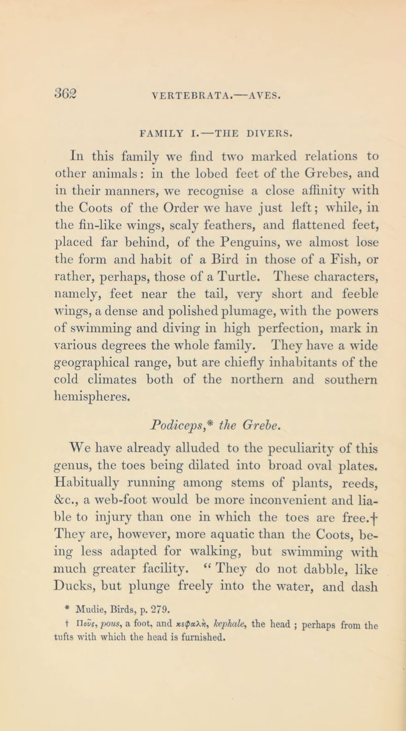 FAMILY I. — THE DIVERS. Ill this family we fincl two marked relations to other animals: in the lobed feet of the Grebes, and in their manners, we recognise a close affinity with the Coots of the Order we have just left; while, in the fin-like wings, scaly feathers, and flattened feet, placed far behind, of the Penguins, we almost lose the form and habit of a Bird in those of a Fish, or rather, perhaps, those of a Turtle. These characters, namely, feet near the tail, very short and feeble wings, a dense and polished plumage, with the powers of swimming and diving in high perfection, mark in various degrees the whole family. They have a wide geographical range, but are chiefly inhabitants of the cold climates both of the northern and southern hemispheres. Podiceps* the Grebe. We have already alluded to the peculiarity of this genus, the toes being dilated into broad oval plates. Habitually running among stems of plants, reeds, &amp;c., a web-foot would be more inconvenient and lia- ble to injury than one in which the toes are free.f They are, however, more aquatic than the Coots, be- ing less adapted for walking, but swimming with much greater facility. “ They do not dabble, like Ducks, but plunge freely into the water, and dash * Mudie, Birds, p. 279. t nous, pous, a foot, and *s&lt;p«xij, kephale, the head ; perhaps from the tufts with which the head is furnished.