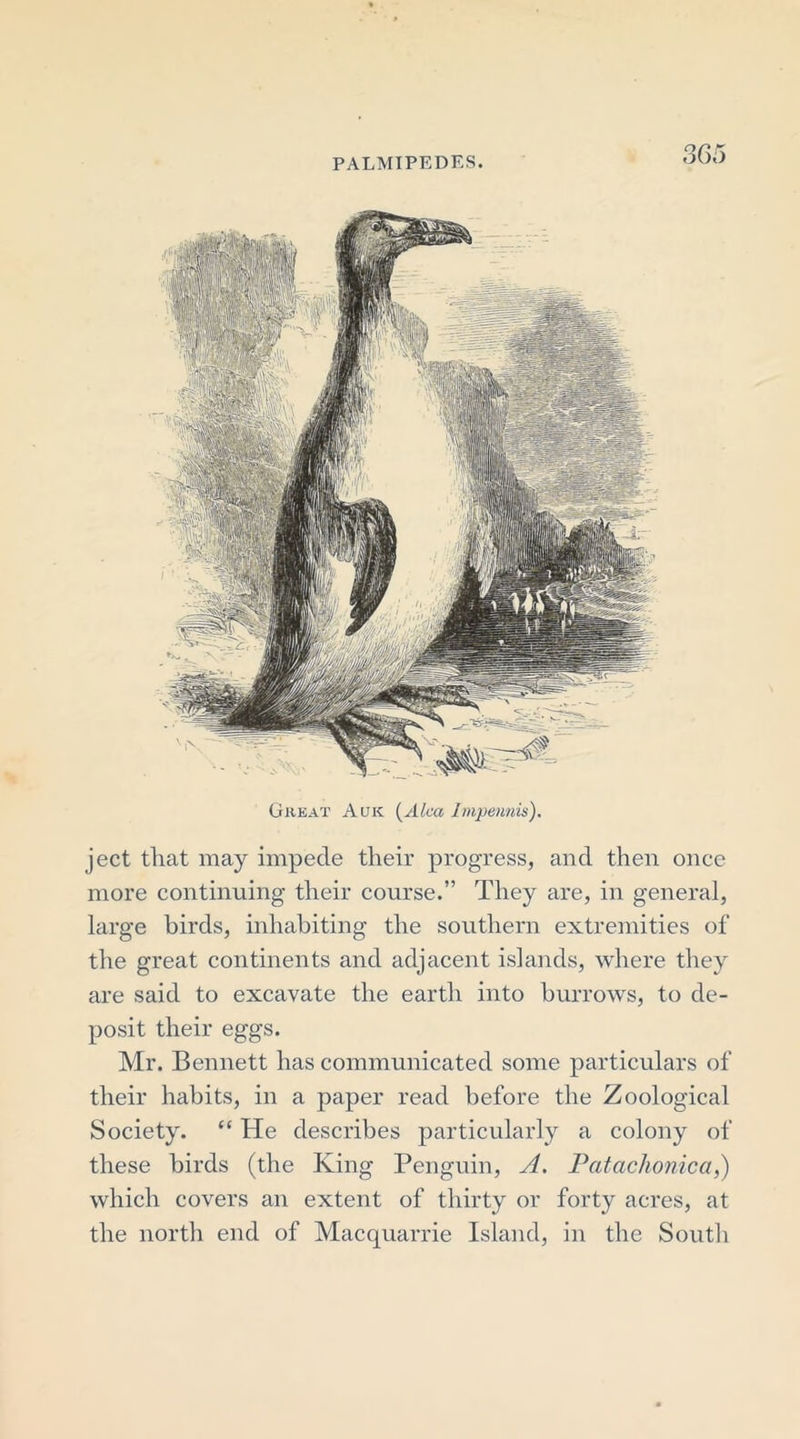 Great Auk (Alea Impennis). ject that may impede their progress, and then once more continuing their course.” They are, in general, large birds, inhabiting the southern extremities of the great continents and adjacent islands, where they are said to excavate the earth into burrows, to de- posit their eggs. Mr. Bennett has communicated some particulars of their habits, in a paper read before the Zoological Society. “ He describes particularly a colony of these birds (the King Penguin, A. Patachonica,) which covers an extent of thirty or forty acres, at the north end of Macquarrie Island, in the South