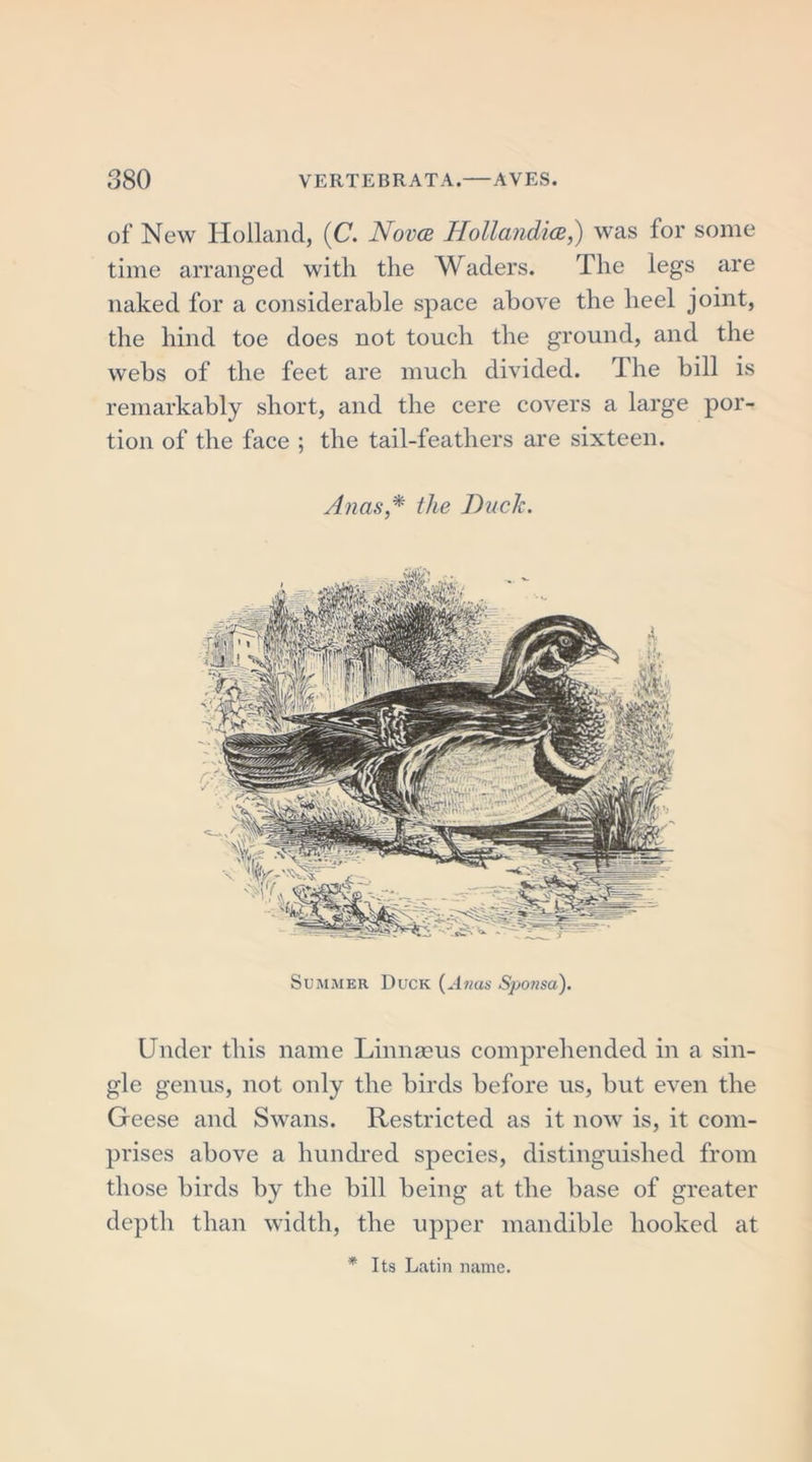 of New Holland, (C. Nova Hollandia,) was for some time arranged with the Waders. The legs are naked for a considerable space above the heel joint, the hind toe does not touch the ground, and the webs of the feet are much divided. The bill is remarkably short, and the cere covers a large por- tion of the face ; the tail-feathers are sixteen. Anas,* the Duck. Summer Duck {Anas Sponsa). Under this name Linnaeus comprehended in a sin- gle genus, not only the birds before us, but even the Geese and Swans. Restricted as it now is, it com- prises above a hundred species, distinguished from those birds by the bill being at the base of greater depth than width, the upper mandible hooked at