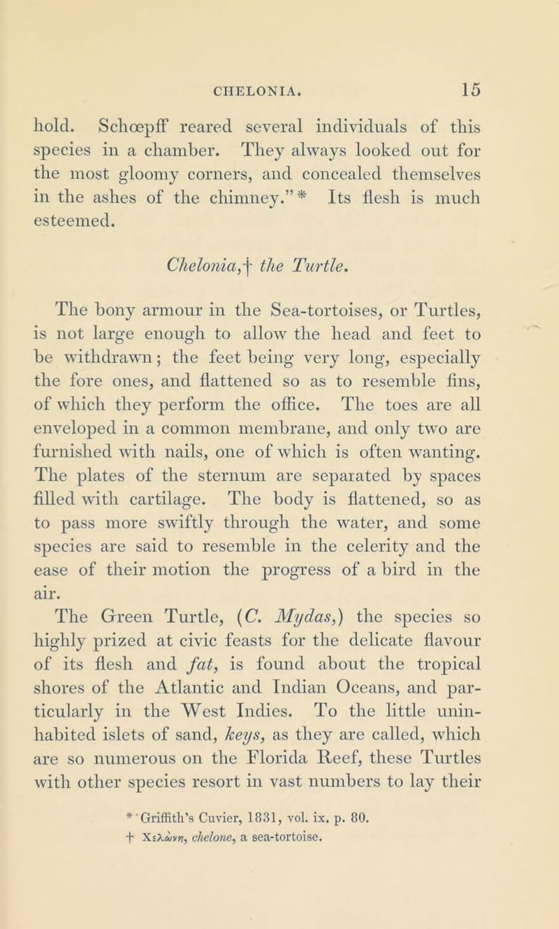 hold. Schoepff reared several individuals of this species in a chamber. They always looked out for the most gloomy corners, and concealed themselves in the ashes of the chimney.” * Its flesh is much esteemed. Chelonia,'[ the Turtle. The bony armour in the Sea-tortoises, or Turtles, is not large enough to allow the head and feet to be withdrawn; the feet being very long, especially the fore ones, and flattened so as to resemble fins, of which they perform the office. The toes are all enveloped in a common membrane, and only two are furnished with nails, one of which is often wanting. The plates of the sternum are separated by spaces filled with cartilage. The body is flattened, so as to pass more swiftly through the water, and some species are said to resemble in the celerity and the ease of their motion the progress of a bird in the air. The Green Turtle, [C. My das,) the species so highly prized at civic feasts for the delicate flavour of its flesh and fat, is found about the tropical shores of the Atlantic and Indian Oceans, and par- ticularly in the West Indies. To the little unin- habited islets of sand, keys, as they are called, which are so numerous on the Florida Reef, these Turtles with other species resort in vast numbers to lay their * 'Griffith’s Cuvier, 1831, vol. ix. p. 80. f XsXmn, chelone, a sea-tortoise.