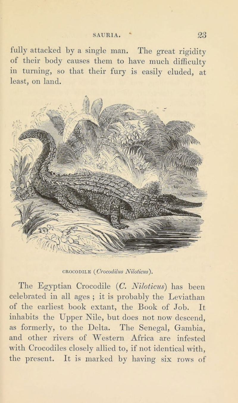 fully attacked by a sing-le man. The great rigidity of their body causes them to have much difficulty in turning, so that their fury is easily eluded, at least, on land. crocodile (Crocodilus Niloticus'). The Egyptian Crocodile (C. Niloticus) has been celebrated in all ages ; it is probably the Leviathan of the earliest book extant, the Book of Job. It inhabits the Upper Nile, but does not now descend, as formerly, to the Delta. The Senegal, Gambia, and other rivers of Western Africa are infested with Crocodiles closely allied to, if not identical with, the present. It is marked by having six rows of