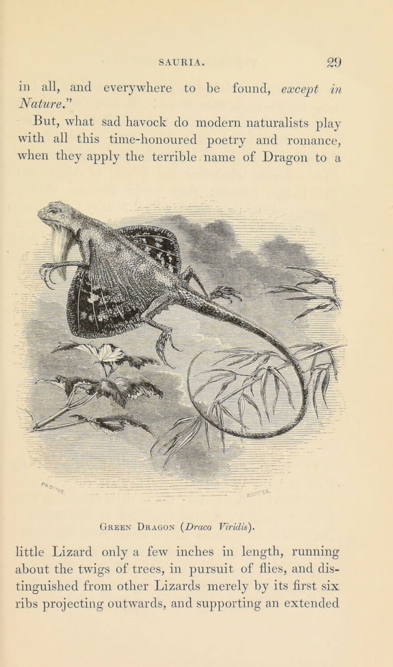 in all, and everywhere to be found, except in Nature But, what sad liavock do modern naturalists play with all this time-honoured poetry and romance, when they apply the terrible name of Dragon to a Green Dragon (Draco Viridis). little Lizard only a few inches in length, running about the twigs of trees, in pursuit of flies, and dis- tinguished from other Lizards merely by its first six ribs projecting outwards, and supporting an extended