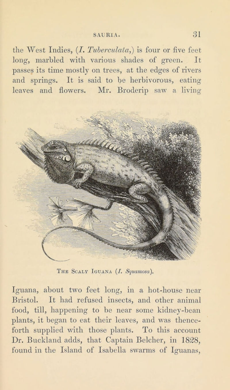 a i the West Indies, (I. Tuberculata,) is four or five feet long, marbled with various shades of green. It passes its time mostly on trees, at the edges of rivers and springs. It is said to be herbivorous, eating leaves and flowers. Mr. Broderip saw a living The Scaly Iguana (7. Squamosa). Iguana, about two feet long, in a hot-house near Bristol. It had refused insects, and other animal food, till, happening to be near some kidney-bean plants, it began to eat their leaves, and was thence- forth supplied with those plants. To this account Dr. Buckland adds, that Captain Belcher, in 1828, found in the Island of Isabella swarms of Iguanas,