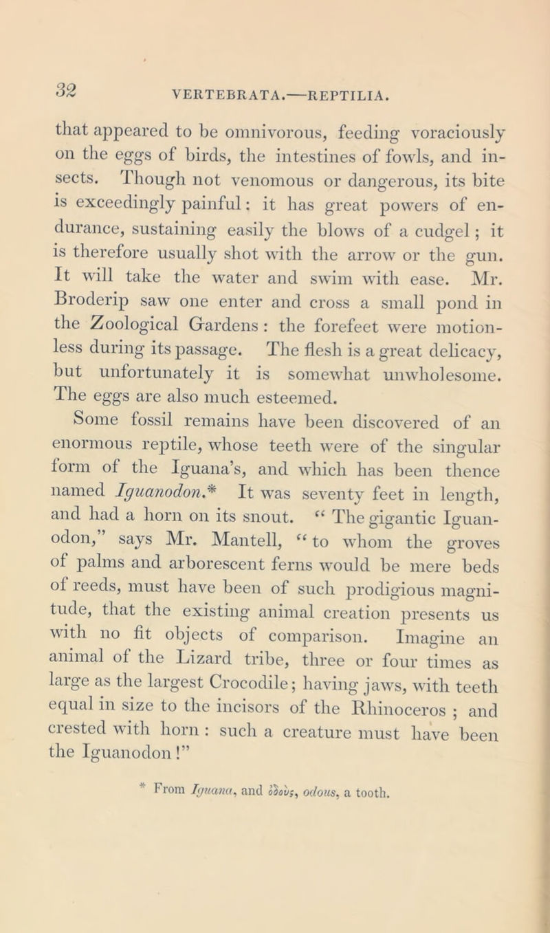 tliat ajDpeared to be omnivorous, feeding voraciously on the eggs of birds, the intestines of fowls, and in- sects. Though not venomous or dangerous, its bite is exceedingly painful: it has great powers of en- durance, sustaining easily the blows of a cudgel; it is therefore usually shot with the arrow or the gun. It will take the water and swim with ease. Mr. Broderip saw one enter and cross a small pond in the Zoological Gardens : the forefeet were motion- less during its passage. The flesh is a great delicacy, but unfortunately it is somewhat unwholesome. The eggs are also much esteemed. Some fossil remains have been discovered of an enormous reptile, whose teeth were of the singular form of the Iguana’s, and which has been thence named Iguanodon.* It was seventy feet in length, and had a horn on its snout. “ The gigantic Iguan- odon,” says Mr. Mantell, “to whom the groves of palms and arborescent ferns would be mere beds of reeds, must have been of such prodigious magni- tude, that the existing animal creation presents us with no fit objects of comparison. Imagine an animal of the Lizard tribe, three or four times as large as the largest Crocodile; having jaws, with teeth equal in size to the incisors of the Rhinoceros ; and crested with horn : such a creature must have been the Iguanodon!” From Iguana, and o^ov;, odous, a tooth.