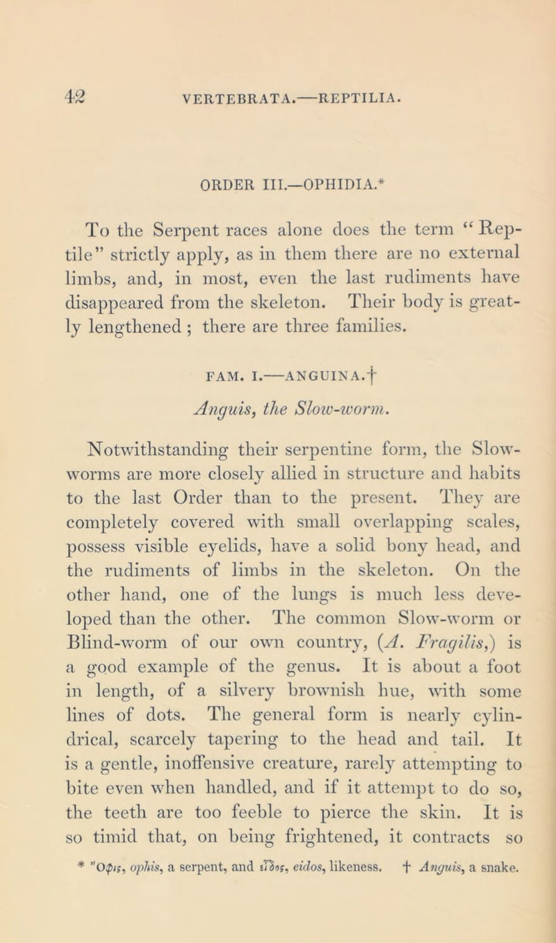ORDER III.—OPHIDIA* To the Serpent races alone does the term “ Rep- tile” strictly apply, as in them there are no external limbs, and, in most, even the last rudiments have disappeared from the skeleton. Their body is great- ly lengthened ; there are three families. FAM. I. ANGUINA.f Anguis, the Slow-worm. Notwithstanding their serpentine form, the Slow- worrns are more closely allied in structure and habits to the last Order than to the present. They are completely covered with small overlapping scales, possess visible eyelids, have a solid bony head, and the rudiments of limbs in the skeleton. On the other hand, one of the lungs is much less deve- loped than the other. The common Slow-worm or Blind-worm of our own country, (A. Fragilis,) is a good example of the genus. It is about a foot in length, of a silvery brownish hue, with some lines of dots. The general form is nearly cylin- drical, scarcely tapering to the head and tail. It is a gentle, inoffensive creature, rarely attempting to bite even when handled, and if it attempt to do so, the teeth are too feeble to pierce the skin. It is so timid that, on being frightened, it contracts so * O$is, ophis, a serpent, and sTSoj, eiclos, likeness. + Anguis, a snake.