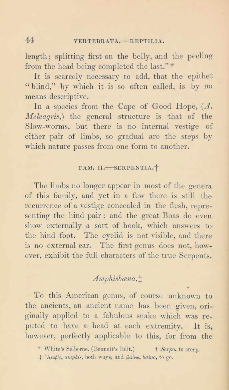 length ; splitting first on the belly, and the peeling from the head being completed the last.”* It is scarcely necessary to add, that the epithet “blind,” by which it is so often called, is by no means descriptive. In a species from the Cape of Good Hope, {A. Meleagris,) the general structure is that of the Slow-worms, but there is no internal vestige of either pair of limbs, so gradual are the steps by which nature passes from one form to another. FAM. II. SERPENTIA.f The limbs no longer appear in most of the genera of this family, and yet in a few there is still the recurrence of a vestige concealed in the flesh, repre- senting the hind pair : and the great Boas do even show externally a sort of hook, which answers to the hind foot. The eyelid is not visible, and there is no external ear. The first genus does not, how- ever, exhibit the full characters of the true Serpents. Amphisbcena.% • To this American genus, of course unknown to the ancients, an ancient name has been given, ori- ginally applied to a fabulous snake which was re- puted to have a head at each extremity. It is, however, perfectly applicable to this, for from the * White’s Selborne. (Bennett’s Edit.) t Serpo, to creep, t 'AuQi;, ampkis, both ways, and /3«/y«, baino, to go.