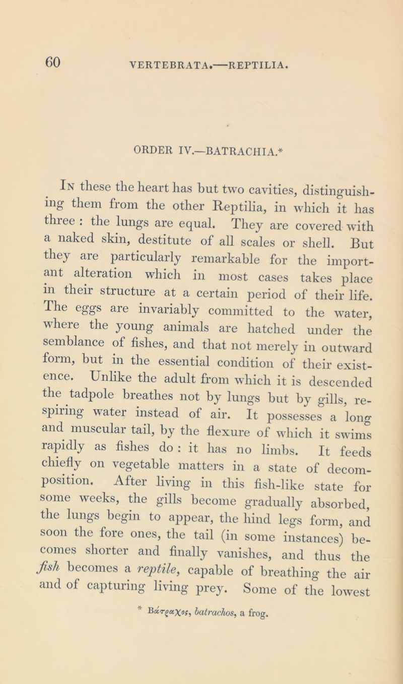 ORDER IV.—BATRACIIIA * In these the heart has but two cavities, distinguish- ing them from the other Reptilia, in which it has three : the lungs are equal. They are covered with a naked skin, destitute of all scales or shell. But they are particularly remarkable for the import- ant alteration which in most cases takes place in their structure at a certain period of their life. The eggs are invariably committed to the water, where the young animals are hatched under the semblance of fishes, and that not merely in outward form, but in the essential condition of their exist- ence. Unlike the adult from which it is descended the tadpole breathes not by lungs but by gills, re- spiring water instead of air. It possesses a long and muscular tail, by the flexure of which it swims rapidly as fishes do : it has no limbs. It feeds chiefly on vegetable matters in a state of decom- position. After living in this fish-like state for some weeks, the gills become gradually absorbed, the lungs begin to appear, the hind legs form, and soon the fore ones, the tail (in some instances) be- comes shorter and finally vanishes, and thus the fish becomes a reptile, capable of breathing the air and of capturing living prey. Some of the lowest Udraaxo;, batrachos, a frog.
