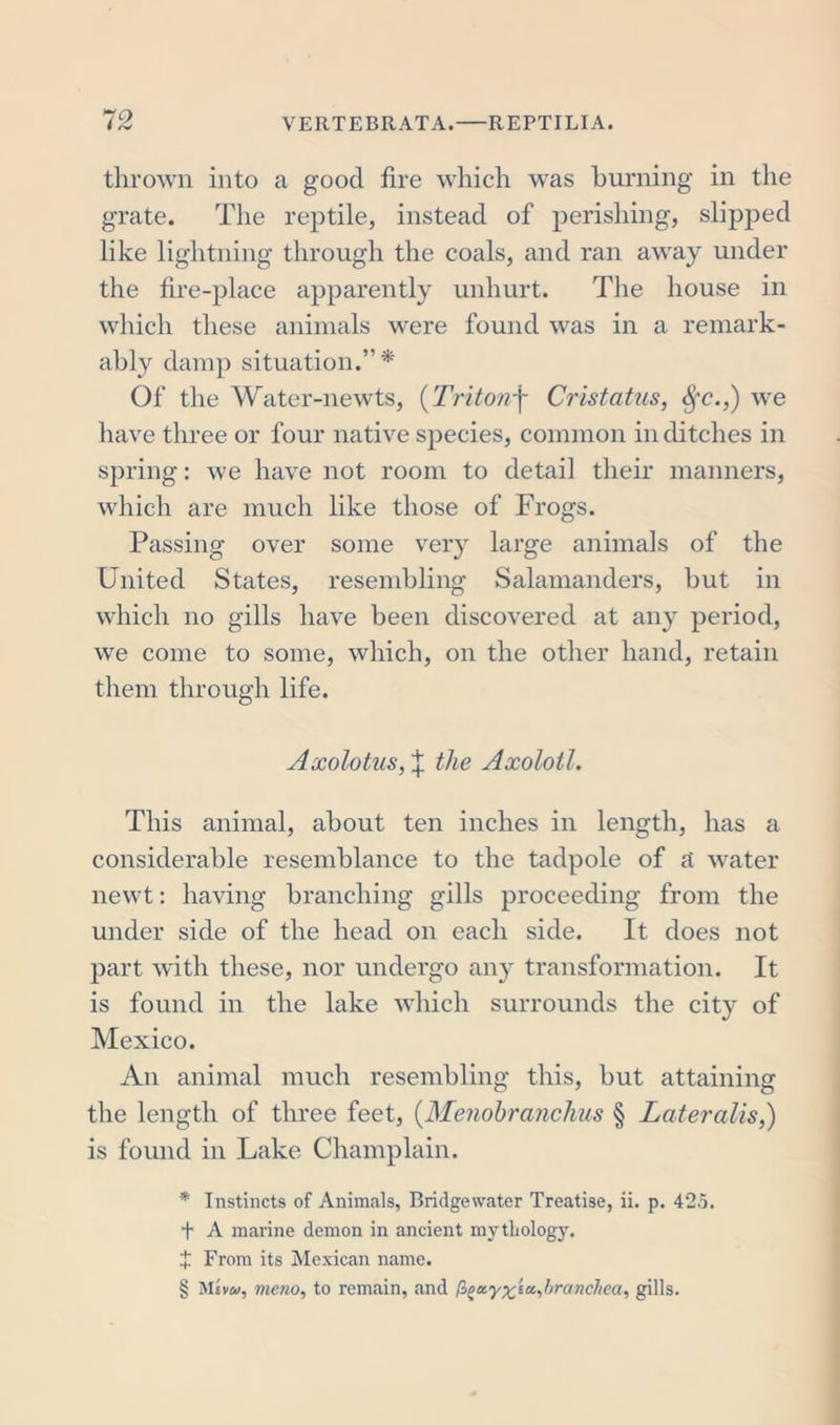 thrown into a good fire which was burning in the grate. The reptile, instead of perishing, slipped like lightning through the coals, and ran away under the fire-place apparently unhurt. The house in which these animals were found was in a remark- ably damp situation.”* Of the Water-newts, {Tritonf Cristatus, 8fc.,) we have three or four native species, common in ditches in spring: we have not room to detail their manners, which are much like those of Frogs. Passing over some very large animals of the United States, resembling Salamanders, but in which no gills have been discovered at any period, we come to some, which, on the other hand, retain them through life. Axolotus, £ the Axolotl. This animal, about ten inches in length, has a considerable resemblance to the tadpole of a water newt: having branching gills proceeding from the under side of the head on each side. It does not part with these, nor undergo any transformation. It is found in the lake which surrounds the city of Mexico. An animal much resembling this, but attaining the length of three feet, (Menobranchus § Lateralis,) is found in Lake Champlain. * Instincts of Animals, Bridgewater Treatise, ii. p. 425. + A marine demon in ancient mythology. t From its Mexican name. § Mivu, meno, to remain, and branched, gills.