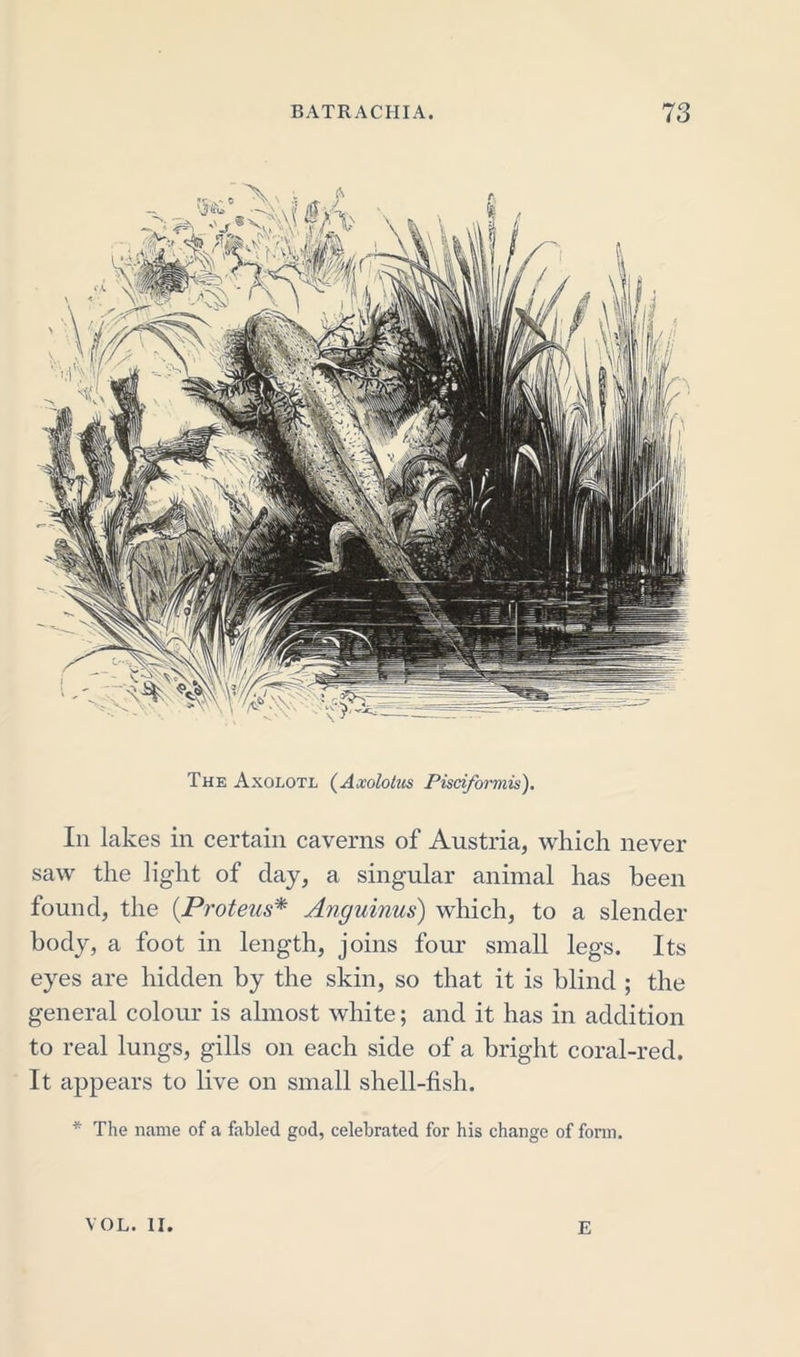 The Axolotl (Axololus Pisciformis). In lakes in certain caverns of Austria, which never saw the light of clay, a singular animal has been found, the (.Proteus* Anguinus) which, to a slender body, a foot in length, joins four small legs. Its eyes are hidden by the skin, so that it is blind ; the general colour is almost white; and it has in addition to real lungs, gills on each side of a bright coral-red. It appears to live on small shell-fish. * The name of a fabled god, celebrated for his change of form. VOL. II. E