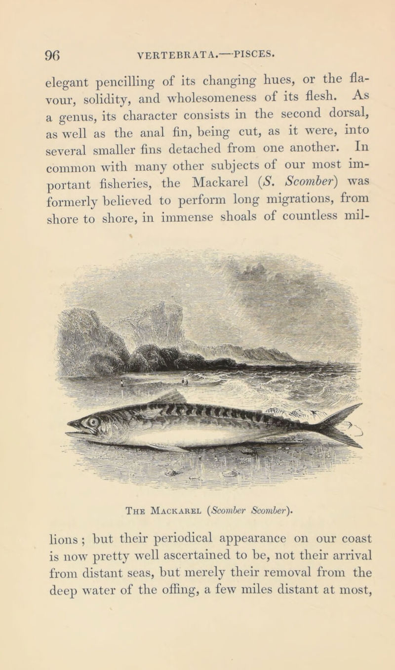 elegant pencilling of its changing hues, or the fla- vour, solidity, and wholesomeness of its flesh. As a genus, its character consists in the second dorsal, as well as the anal fin, being cut, as it were, into several smaller fins detached from one another. In common with many other subjects ot oui most im- portant fisheries, the Mackarel (S. Scomber) was formerly believed to perform long migrations, from shore to shore, in immense shoals of countless mil- The Mackarel (Scomber Scomber). lions ; but their periodical appearance on our coast is now pretty well ascertained to be, not their arrival from distant seas, but merely their removal from the deep water of the offing, a few miles distant at most,