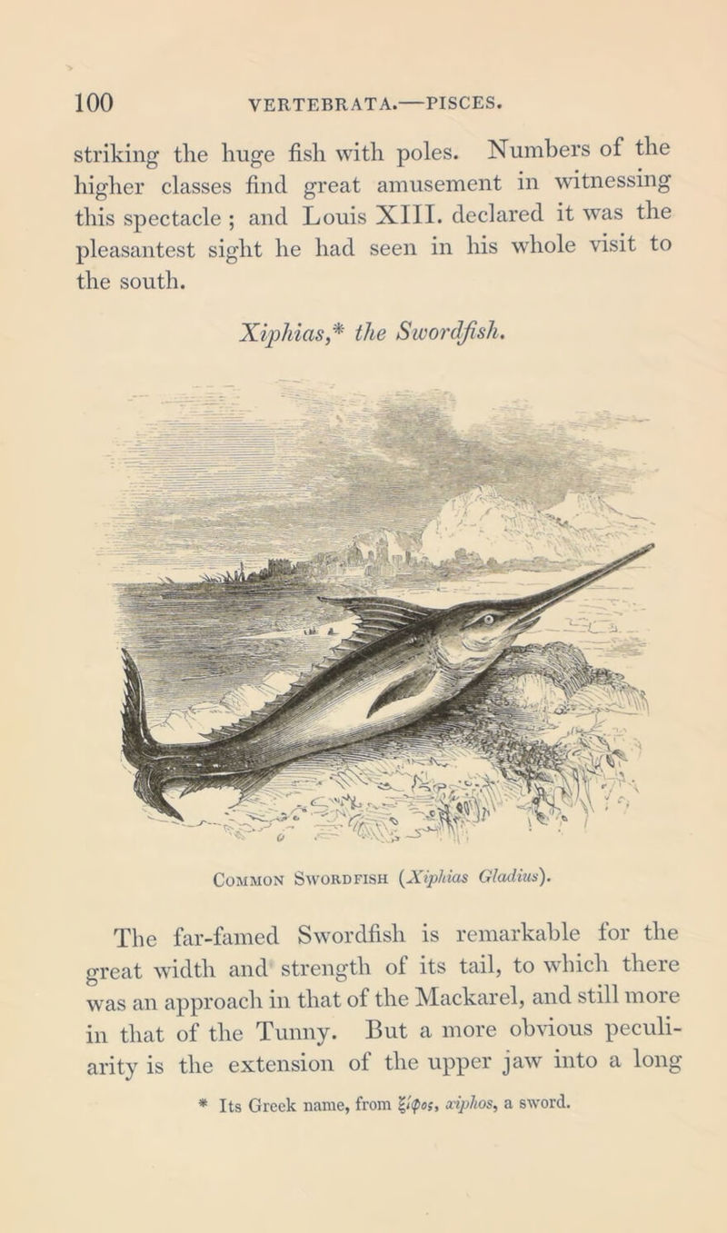 striking the huge fish with poles. Numbers of the higher classes find great amusement in witnessing this spectacle ; and Louis XIII. declared it was the pleasantest sight he had seen in his whole visit to the south. XiphiaSy* the Swordfish. Common Swordfish (Xiphias Gladius). The far-famed Swordfish is remarkable for the great width and strength of its tail, to which there was an approach in that of the Mackarel, and still more in that of the Tunny. But a more obvious peculi- arity is the extension of the upper jaw into a long * Its Greek name, from ociphos, a sword.