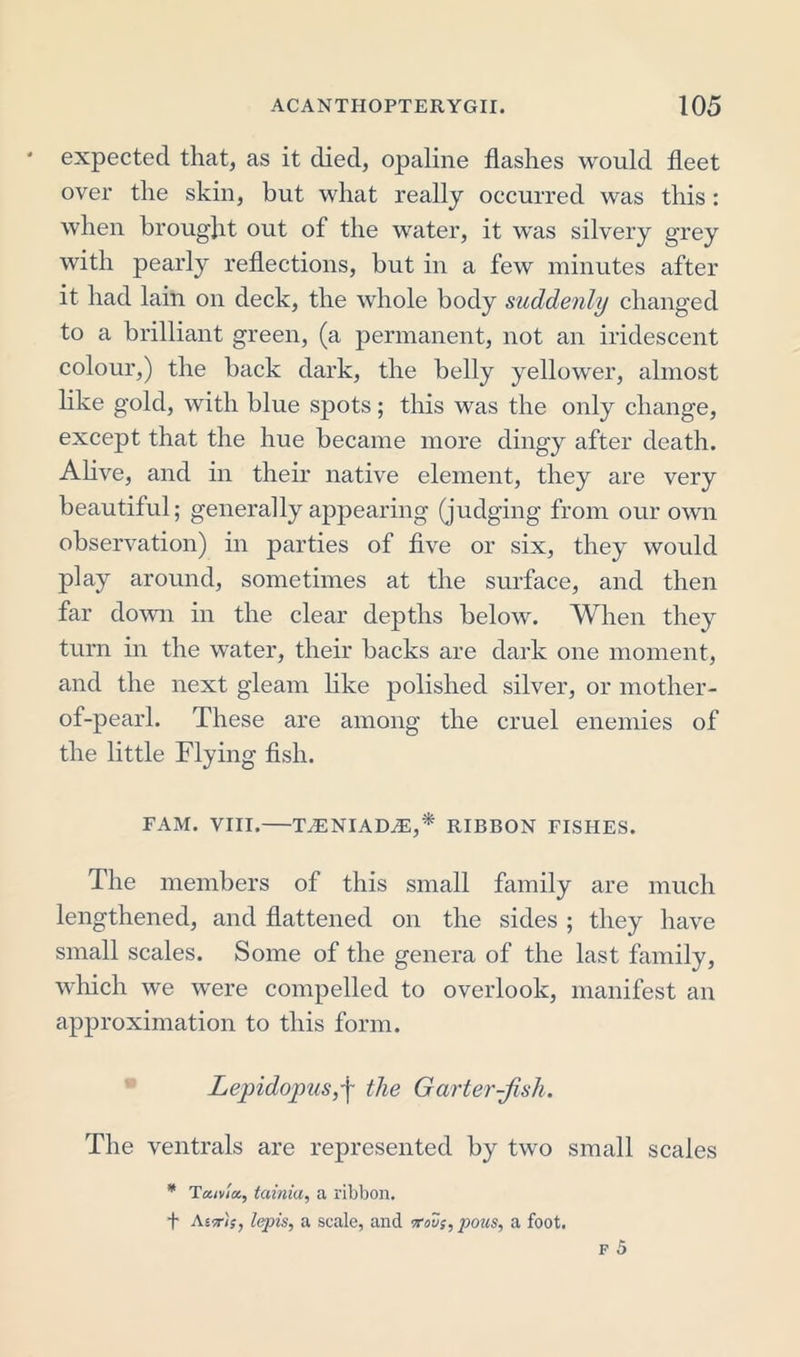 * expected that, as it died, opaline flashes would fleet over the skin, but what really occurred was this: when brought out of the water, it was silvery g’rey with pearly reflections, but in a few minutes after it had lain on deck, the whole body suddenly changed to a brilliant green, (a permanent, not an iridescent colour,) the back dark, the belly yellower, almost like gold, with blue spots ; this was the only change, except that the hue became more dingy after death. Alive, and in their native element, they are very beautiful; generally appearing (judging from our own observation) in parties of five or six, they would play around, sometimes at the surface, and then far down in the clear depths below. When they turn in the water, their backs are dark one moment, and the next gleam like polished silver, or mother- of-pearl. These are among the cruel enemies of the little Flying fish. FAM. VIII. T^ENIADiE,'* RIBBON FISHES. The members of this small family are much lengthened, and flattened on the sides ; they have small scales. Some of the genera of the last family, which we were compelled to overlook, manifest an approximation to this form. Lepidopus,'j~ the Garter-Jish. The ventrals are represented by two small scales * Teuvlety tainia, a ribbon, f As?rJj, lepis, a scale, and voZ;, pous, a foot.