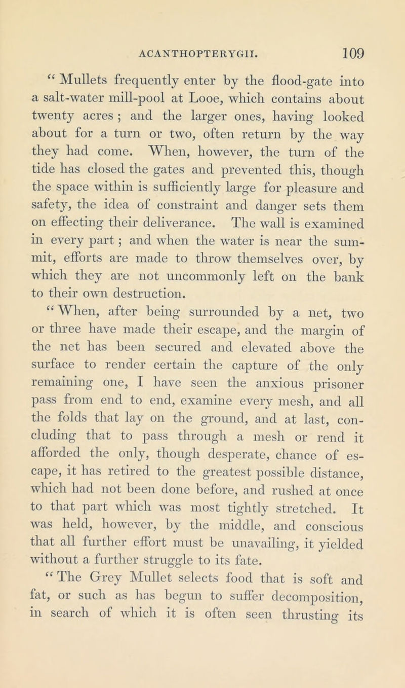 “ Mullets frequently enter by the flood-gate into a salt-water mill-pool at Looe, which contains about twenty acres ; and the larger ones, having looked about for a turn or two, often return by the way they had come. When, however, the turn of the tide has closed the gates and prevented this, though the space within is sufficiently large for pleasure and safety, the idea of constraint and danger sets them on effecting their deliverance. The wall is examined in every part; and when the water is near the sum- mit, efforts are made to throw themselves over, by which they are not uncommonly left on the bank to their own destruction. “When, after being surrounded by a net, two or three have made their escape, and the margin of the net has been secured and elevated above the surface to render certain the capture of the only remaining one, I have seen the anxious prisoner pass from end to end, examine every mesh, and all the folds that lay on the ground, and at last, con- cluding that to pass through a mesh or rend it afforded the only, though desperate, chance of es- cape, it has retired to the greatest possible distance, which had not been done before, and rushed at once to that part which was most tightly stretched. It was held, however, by the middle, and conscious that all further effort must be unavailing, it yielded without a further struggle to its fate. “ The Grey Mullet selects food that is soft and fat, or such as has begun to suffer decomposition, in search of which it is often seen thrusting- its o