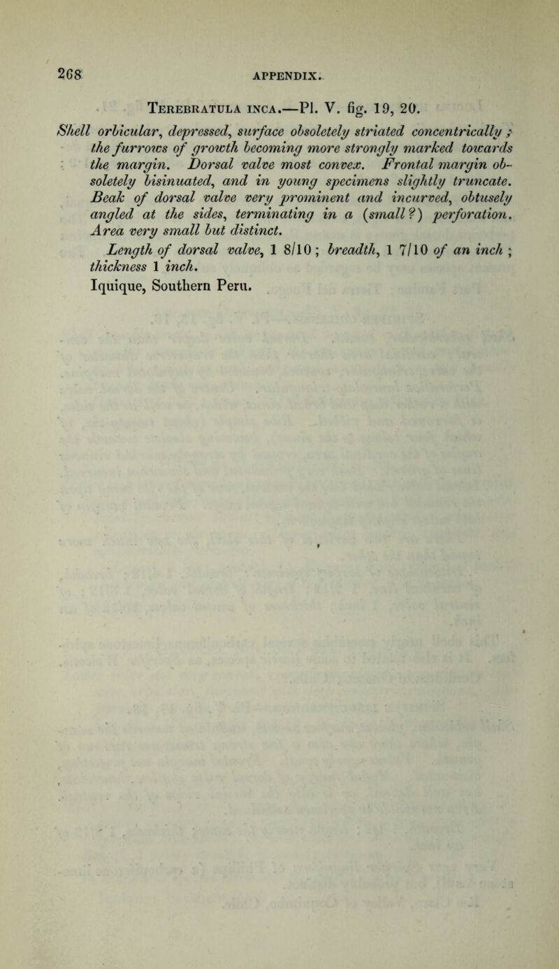 Terebratula INCA. PI. V. fig. 19, 20. Shell orbicular, depressed, surface obsoletely striated concentrically ; the f urrows of growth becoming more strongly marked towards the margin. Dorsal valve most convex. Frontal margin ob- soletely bisinuated, and in young specimens slightly truncate. Beak of dorsal valve very prominent and incurved, obtusely angled at the sides, terminating in a {small?) perforation. Area very small but distinct. Length of dorsal valve, 1 8/10 ; breadth, 1 7/10 of an inch ; thickness 1 inch.