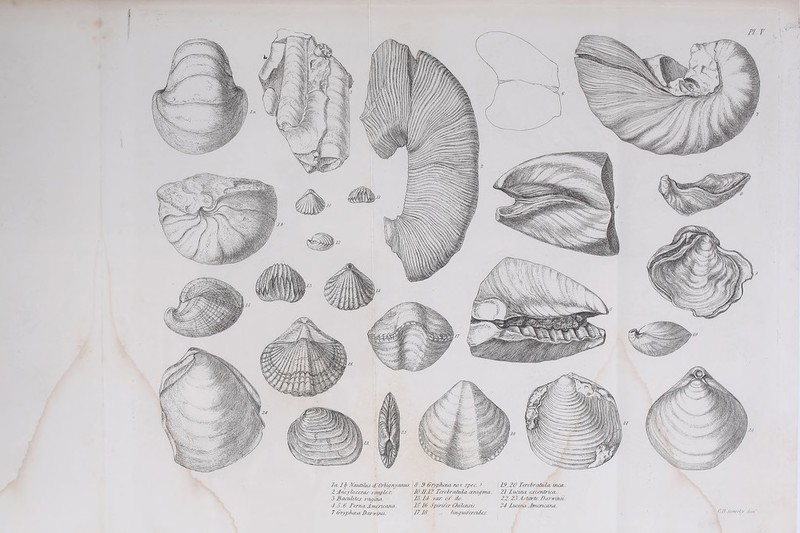i la lb Nautilus A' Orlignyanus. 18-9 Gryphcea no>: spec.? 19.20 Terebratula, incco. 2 Aricyloceras simplex. 10.11,12 Taebraiula dehigmcu. 21 lucina excentrica,. 3 Bacuities vagina. 23.24 vaj: of do. 22.23Astarte, Darvruiii. 4.0.6 Ptrna.Americana. 10.16 Spirifer Chilcnsis. 24 LucinuAmericana. 7 GryphceuDanrinii. 17.16 „ linguiferoides.