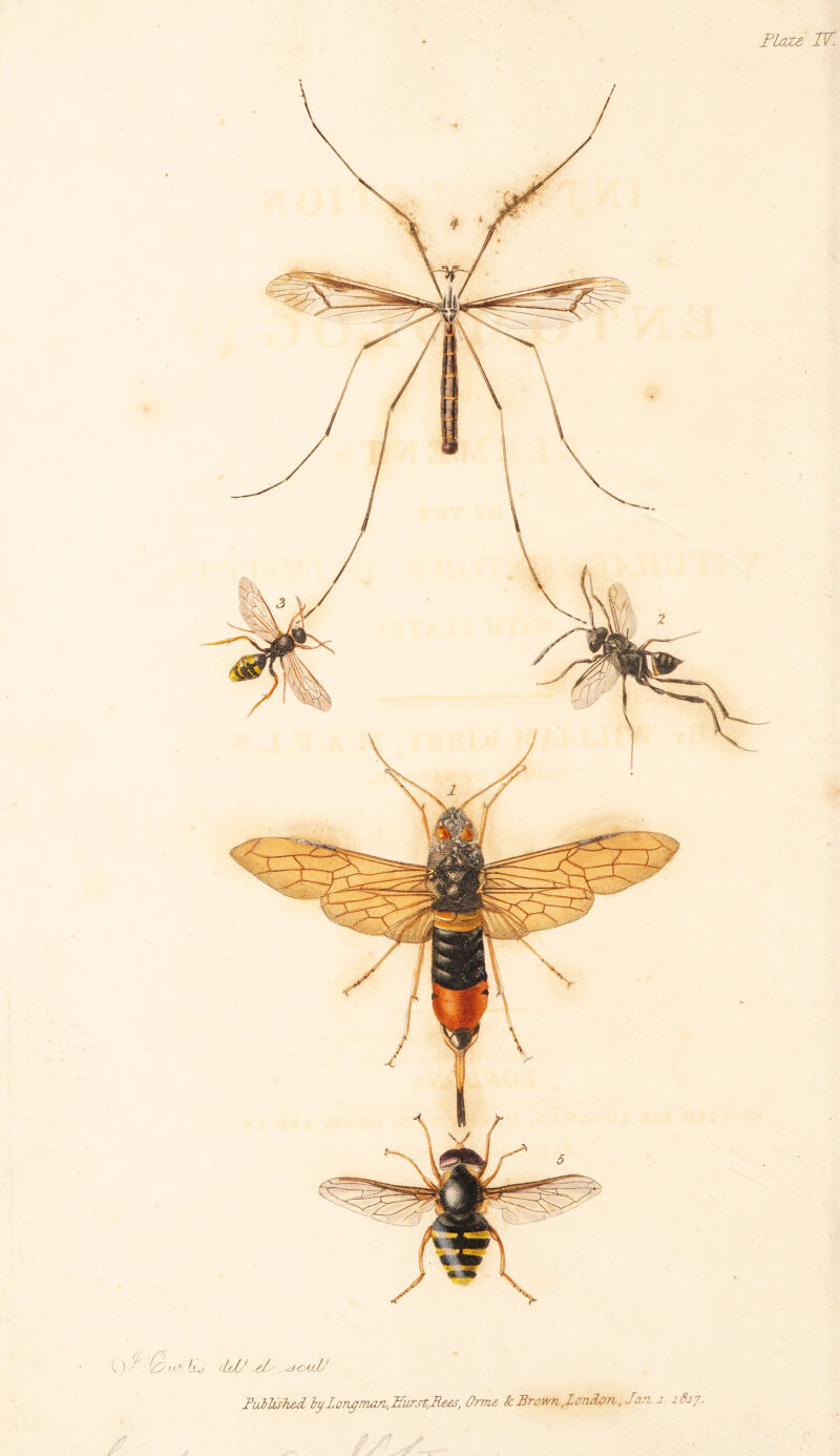 Plate IF. ltd I'JJ S’! dSMjJJ Fuilishe-d by long man, Hurst,Rees, Orate k Brown, London, Jan. 1.1827.