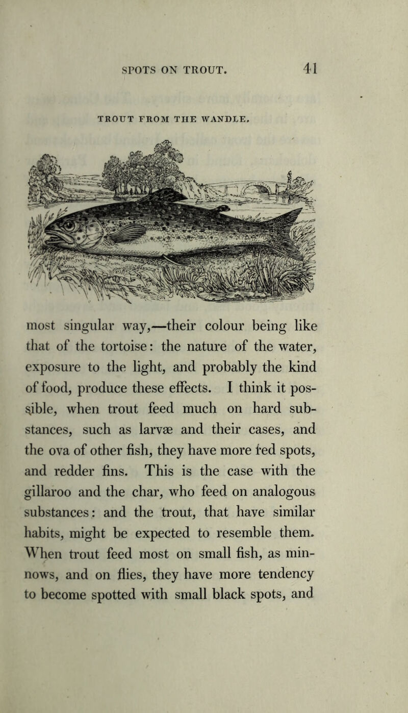 TROUT FROM THE WANDLE. most singular way,—their colour being like that of the tortoise: the nature of the water, exposure to the light, and probably the kind of food, produce these effects. I think it pos- sible, when trout feed much on hard sub- stances, such as larvae and their cases, and the ova of other fish, they have more fed spots, and redder fins. This is the case with the gillaroo and the char, who feed on analogous substances: and the trout, that have similar habits, might be expected to resemble them. When trout feed most on small fish, as min- nows, and on flies, they have more tendency to become spotted with small black spots, and