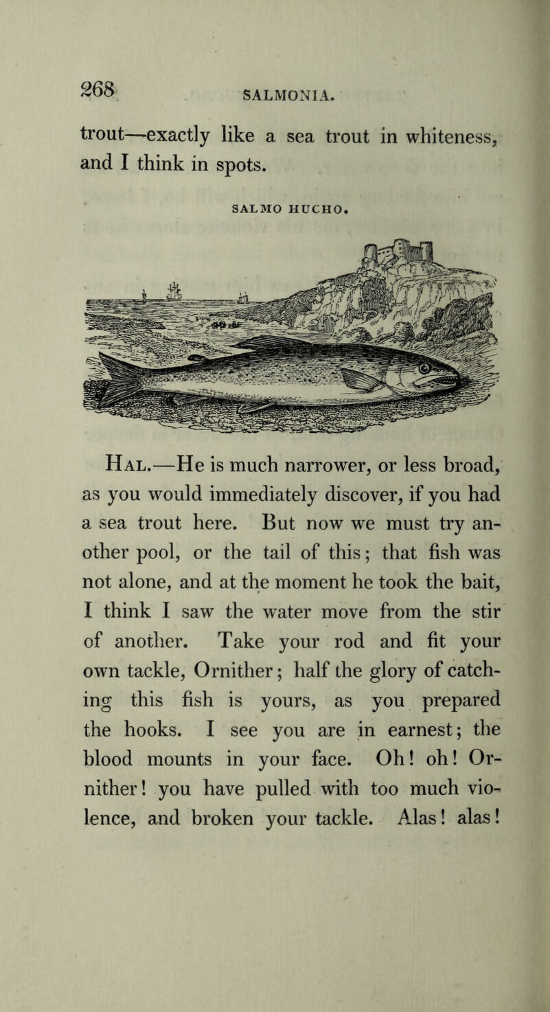 SALM0N1A. trout—exactly like a sea trout in whiteness, and I think in spots. SALMO HUCHO. Hal.—He is much narrower, or less broad, as you would immediately discover, if you had a sea trout here. But now we must try an- other pool, or the tail of this; that fish was not alone, and at the moment he took the bait, I think I saw the water move from the stir of another. Take your rod and fit your own tackle, Ornither; half the glory of catch- ing this fish is yours, as you prepared the hooks. I see you are in earnest; the blood mounts in your face. Oh! oh! Or- nither! you have pulled with too much vio- lence, and broken your tackle. Alas! alas!