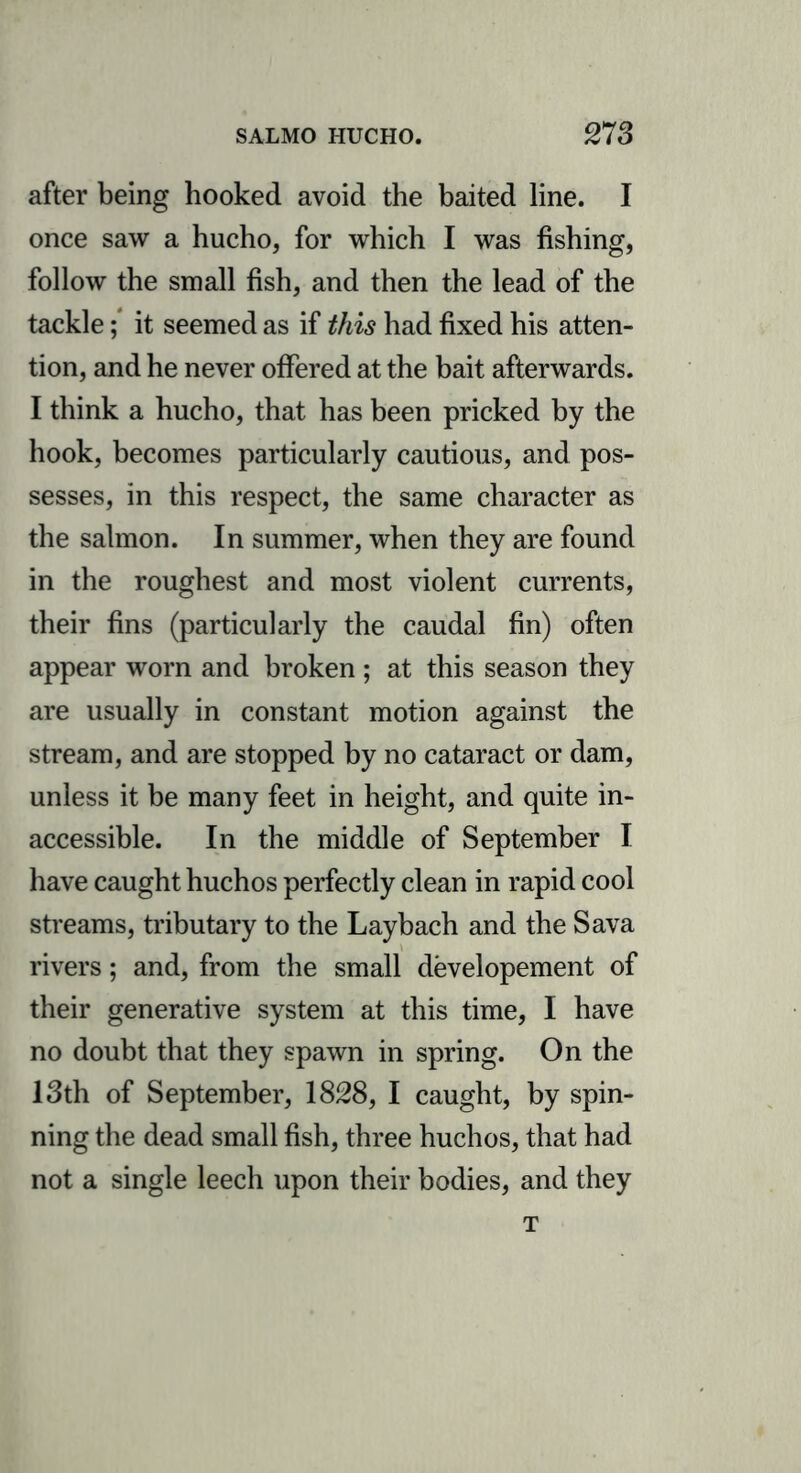 after being hooked avoid the baited line. I once saw a hucho, for which I was fishing, follow the small fish, and then the lead of the tackle; it seemed as if this had fixed his atten- tion, and he never offered at the bait afterwards. I think a hucho, that has been pricked by the hook, becomes particularly cautious, and pos- sesses, in this respect, the same character as the salmon. In summer, when they are found in the roughest and most violent currents, their fins (particularly the caudal fin) often appear worn and broken ; at this season they are usually in constant motion against the stream, and are stopped by no cataract or dam, unless it be many feet in height, and quite in- accessible. In the middle of September I have caught huchos perfectly clean in rapid cool streams, tributary to the Laybach and the Sava rivers; and, from the small developement of their generative system at this time, I have no doubt that they spawn in spring. On the 13th of September, 1828, I caugbt, by spin- ning the dead small fish, three huchos, that had not a single leech upon their bodies, and they T