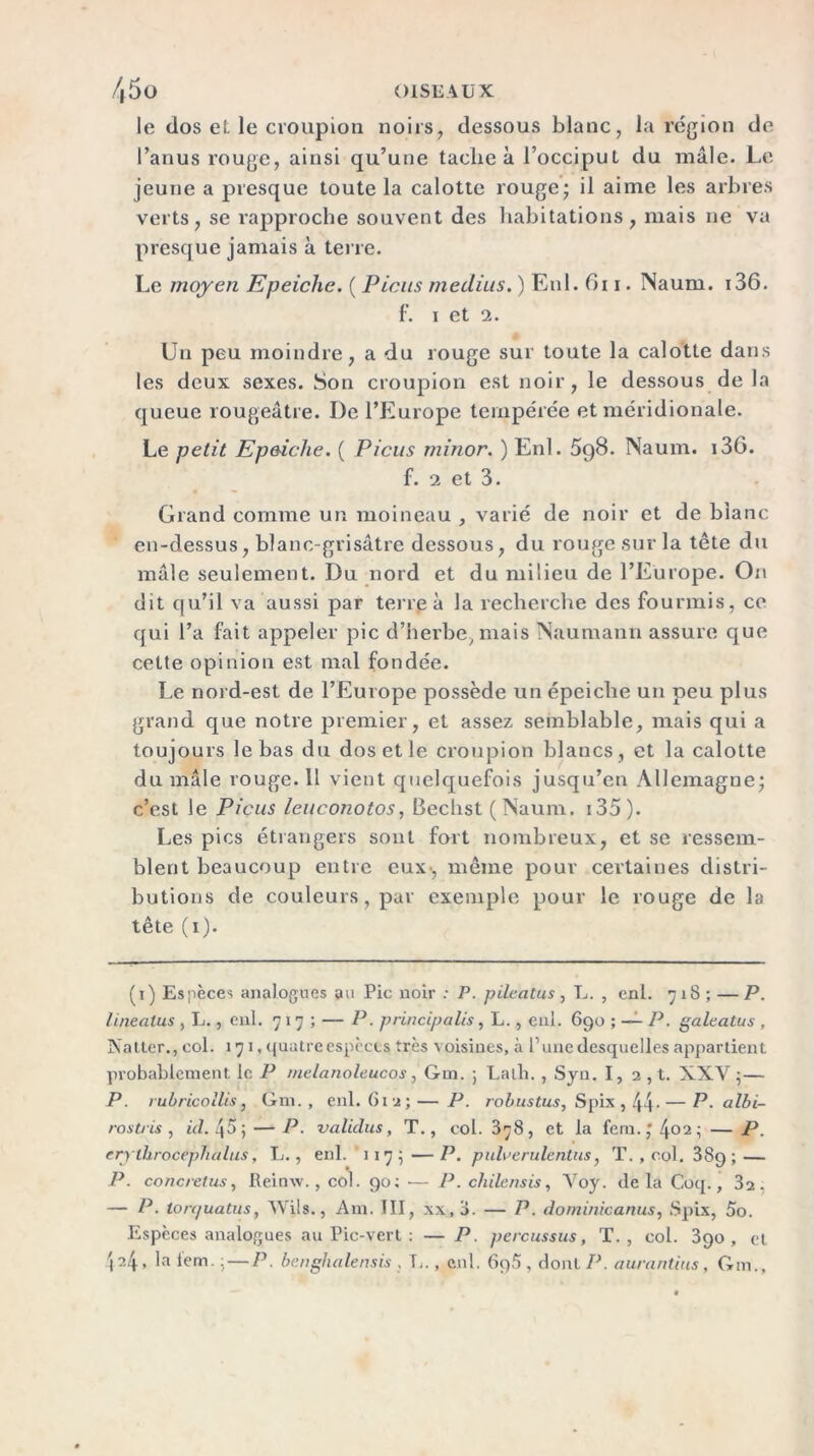 E. A, le dos et le croupion noirs, dessous blanc, la région de l’anus rouge, ainsi qu’une tacbe à l’occiput du mâle. Le verts, se rapproche souvent des habitations, mais ne va presque jamais à terre. Le moyen Epeiche. ( Picns meclius. ) Enl. Gi i. Naum. i36. f. i et 2. Un peu moindre, a du rouge sur toute la calotte dans les deux sexes. Son croupion est noir, le dessous de la queue rougeâtre. I)e l’Europe tempérée et méridionale. Le petit Epeiche. ( Picus minor. ) Enl. 5g8. Naum. i36. f. 2 et 3. Grand comme un moineau , varié de noir et de blanc en-dessus, blanc-grisâtre dessous, du rouge sur la tête du mâle seulement. Du nord et du milieu de l’Europe. On dit qu’il va aussi par terre à la recherche des fourmis, ce qui l’a fait appeler pic d’herbe, mais Naumann assure que cette opinion est mal fondée. Le noi d-est de l’Europe possède un épeiche un peu plus grand que notre premier, et assez semblable, mais qui a toujours le bas du dos et le croupion blancs , et la calotte du mâle rouge. Il vient quelquefois jusqu’en Allemagne; c’est le Picus leuconotos, Bechst (Naum. i35). Les pics étrangers sont fort nombreux, et se ressem- blent beaucoup entre eux, même pour certaines distri- butions de couleurs, par exemple pour le rouge de la tête (i). (i) Espèces analogues au Pic noir : P. pileatus, L. , enl. 718; — P. linealus , L., enl. 717; — P. principales, L., enl. 690 ; — P. galeatus , Natter., col. 171, quatre espèces très voisines, à l’une desquelles appartient obablement le P melanoleucos, Gm. ; Lalli. , Syn. I, 2 , t. XXV ;— . rubricollis, Gm. , enl. 612; — P. robustus, Spix , 44- — P. albi- rostris , id. 45; — P. validas, T., col. 378, et la fera.; 402; —P. erylhrocepTialus, L., enl. 117; — P. pulverulentus, T. , col. 389 ; — P. concrefus, Reinw., col. 90; •— P. chilensis, Voy. delà Coq., 32. — P. tonjuatus, Wils., Am. III, xx,3. — P. dominicanus, Spix, 5o. Espèces analogues au Pic-vert : — P. percussus, T., col. 390, et \ ^4 • 'a iem i — P- benglialensis , L., enl. 6ç)5 , donlP. aurantius , Gin.,