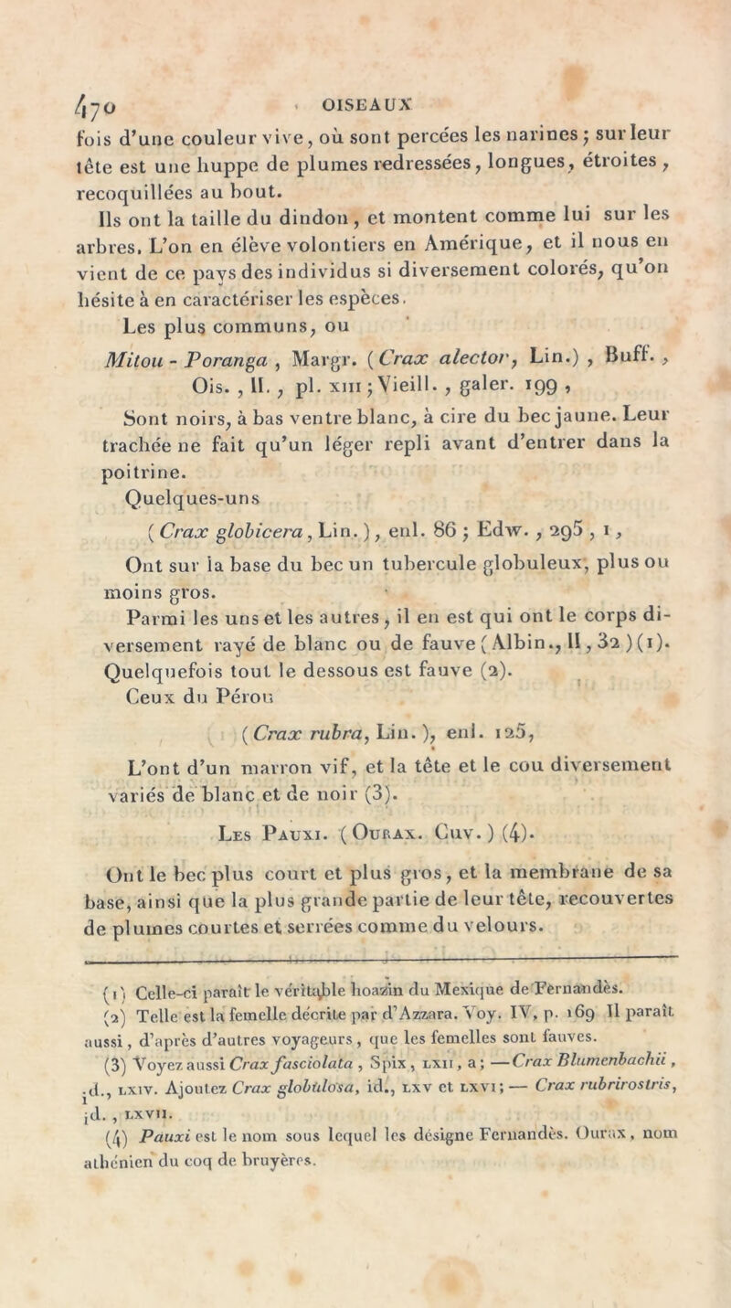 /|7ü > OISEAUX fois d’une couleur vive, où sont percées les narines j sur leur tête est une huppe de plumes redressées, longues, étroites , recoquillées au bout. Ils ont la taille du dindon , et montent comme lui sur les arbres. L’on en élève volontiers en Amérique, et il nous en vient de ce pays des individus si diversement colorés, qu on hésite à en caractériser les espèces. Les plus communs, ou Mitou - Poranga , Margr. {Cracv alector, Lin.) , Bufi. , Ois. , IL , pl. xm jVieill. , galer. 199 , Sont noirs, à bas ventre blanc, à cire du bec jaune. Leur trachée ne fait qu’un léger repli avant d’entrer dans la poitrine. Quelques-uns ( Crax globicera, Lin. ), enl. 86 ; Edw. , 295,1, Ont sur la base du bec un tubercule globuleux, plus ou moins gros. Parmi les uns et les autres, il en est qui ont le corps di- versement rayé de blanc ou de fauve ( Albin., II, 3a ) (1). Quelquefois tout le dessous est fauve (2). Ceux du Pérou ( Crax rubra, Lin. ), enl. 125, L’ont d’un marron vif, et la tête et le cou diversement . •. • • j •• vuj * ' » • . - y « variés de blanc et de noir (3). Les Pauxi. ( Ourax. Cuv. ) (4)* Ont le bec plus court et plus gros, et la membrane de sa base, ainsi que la plus grande partie de leur tête, recouvertes de plumes courtes et serrées comme du velours. ( 1 '1 Celle-ci paraît le vérltqfde lioazin du Mexique de Fernandès. (2) Telle est la femelle décrite par d’Azzara. Voy. IV, p. 169 II paraît aussi, d’après d’autres voyageurs, que les femelles sonl fauves. (3) Voyez aussi Crax fasciolata , Spix , lxii , a ; —Crax Blumenbachii , ■ d., i.xiv. Ajoutez Crax globtilo'sa, id., txv et lxvi; — Crax rubriroslris, jd. , i.xvn. (/j) Pauxi est le nom sous lequel les désigne Feruandès. Ourax, nom athénien du coq de bruyères.