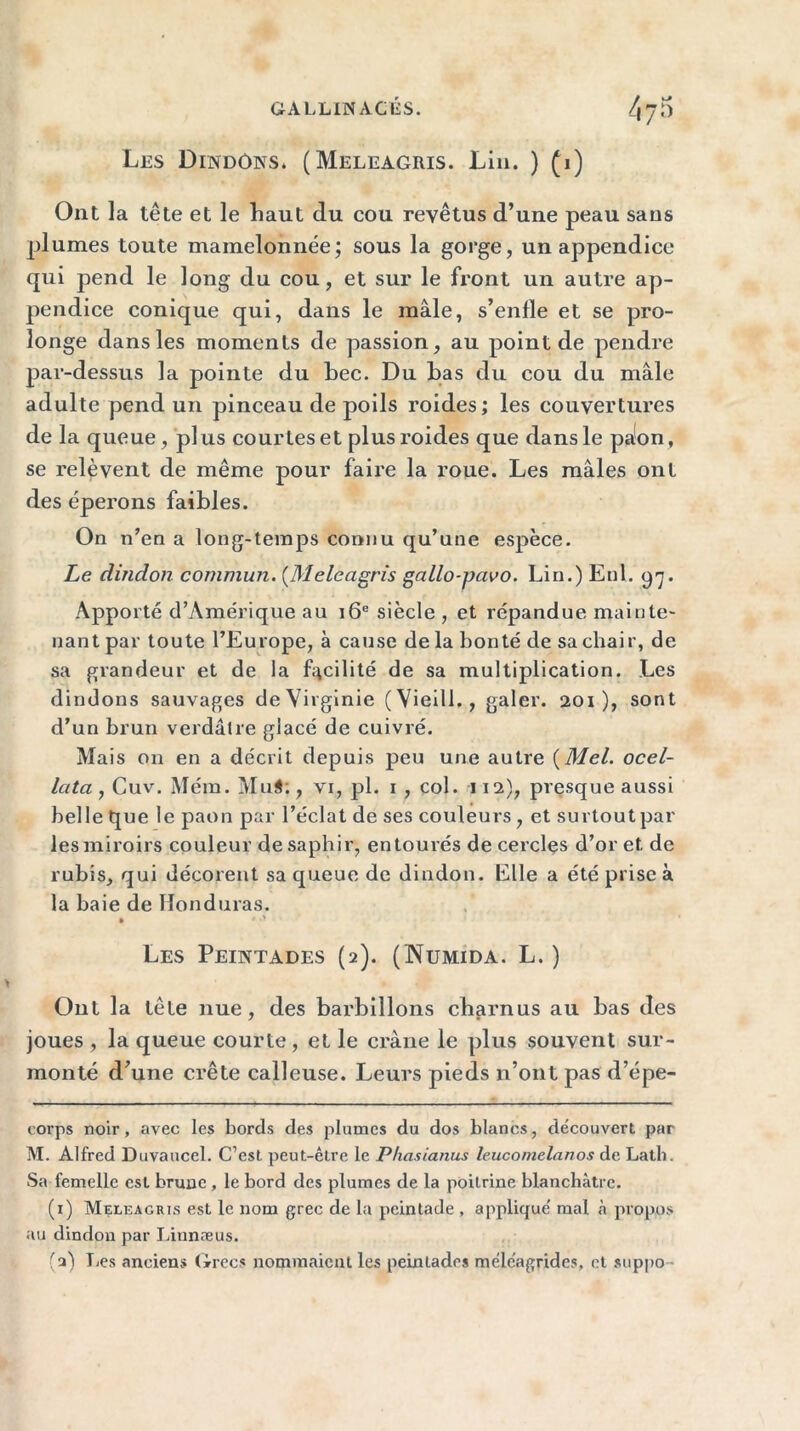 GALL1N ACliS. Les Dindons. (Meleagris. Lin. ) (i) Ont la tête et le haut du cou revêtus d’une peau sans plumes toute mamelonnée; sous la gorge, un appendice qui pend le long du cou, et sur le front un autre ap- pendice conique qui, dans le mâle, s’enfle et se pro- longe dans les moments de passion, au point de pendre par-dessus la pointe du bec. Du bas du cou du mâle adulte pend un pinceau de poils roides; les couvertures de la queue, plus courtes et plus roides que dans le paon, se relèvent de même pour faire la roue. Les mâles ont des éperons faibles. On n’en a long-temps connu qu’une espèce. Le dindon commun. (Meleagris gallo-pctvo. Lin.) Enl. p-y. Apporté d’Amérique au 16e siècle , et répandue mainte- nant par toute l’Europe, à cause de la bonté de sa chair, de sa grandeur et de la facilité de sa multiplication. Les dindons sauvages de Virginie ( Vieill., galer. 201), sont d’un brun verdâtre glacé de cuivré. Mais on en a décrit depuis peu une autre (Mel. ocel- lata , Cuv. Mena. Mui;, vi, pl. 1 , col. 112), presque aussi belle que le paon par l’éclat de ses couleurs, et surtout par les miroirs couleur de saphir, entourés de cercles d’or et de rubis, qui décorent sa queue de dindon. Elle a été prise à la baie de Honduras. • ' •> Les Peintades (2). (Numida. L. ) Ont la tête nue, des barbillons charnus au bas des joues , la queue courte, et le crâne le plus souvent sur- monté d’une crête calleuse. Leurs pieds n’ont pas d’épe- corps noir, avec les bords des plumes du dos blancs, découvert par M. Alfred Duvaucel. C’est peut-être le Phasianus leucomelanos de Lath. Sa femelle est brune , le bord des plumes de la poitrine blanchâtre. (1) Meleagris est le nom grec de la peintade , applicfué mal à propos au dindon par Linnæus.